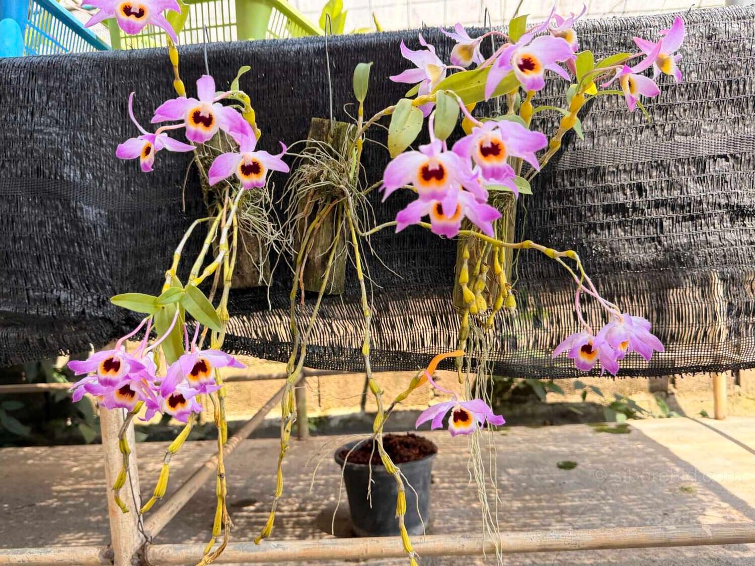 Dendrobium findlayanum var oculatum (Dark eye) - Dendrobium findlayanum var oculatum (Dark eye) - Image 3