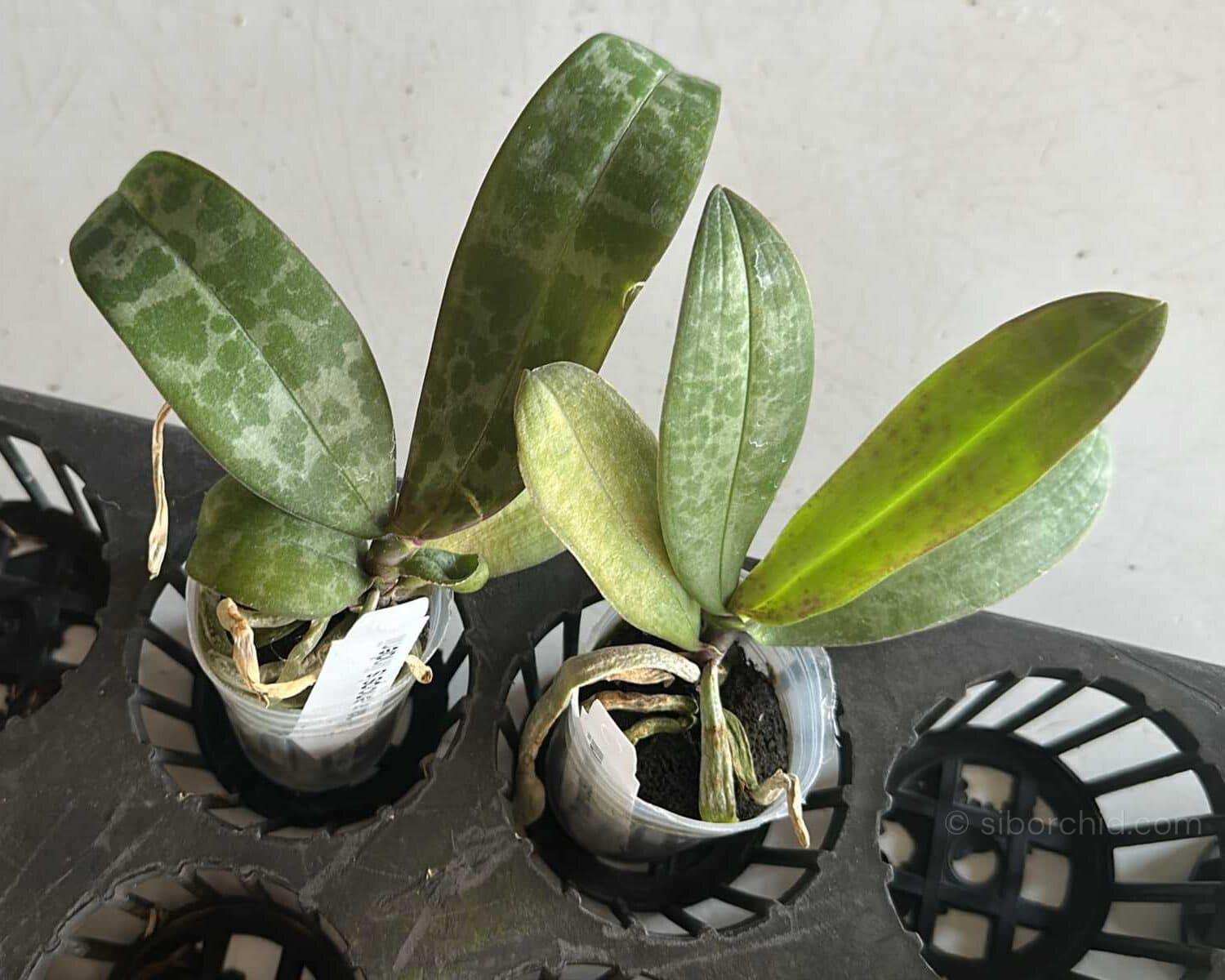 Phalaenopsis lindenii - Phalaenopsis lindenii