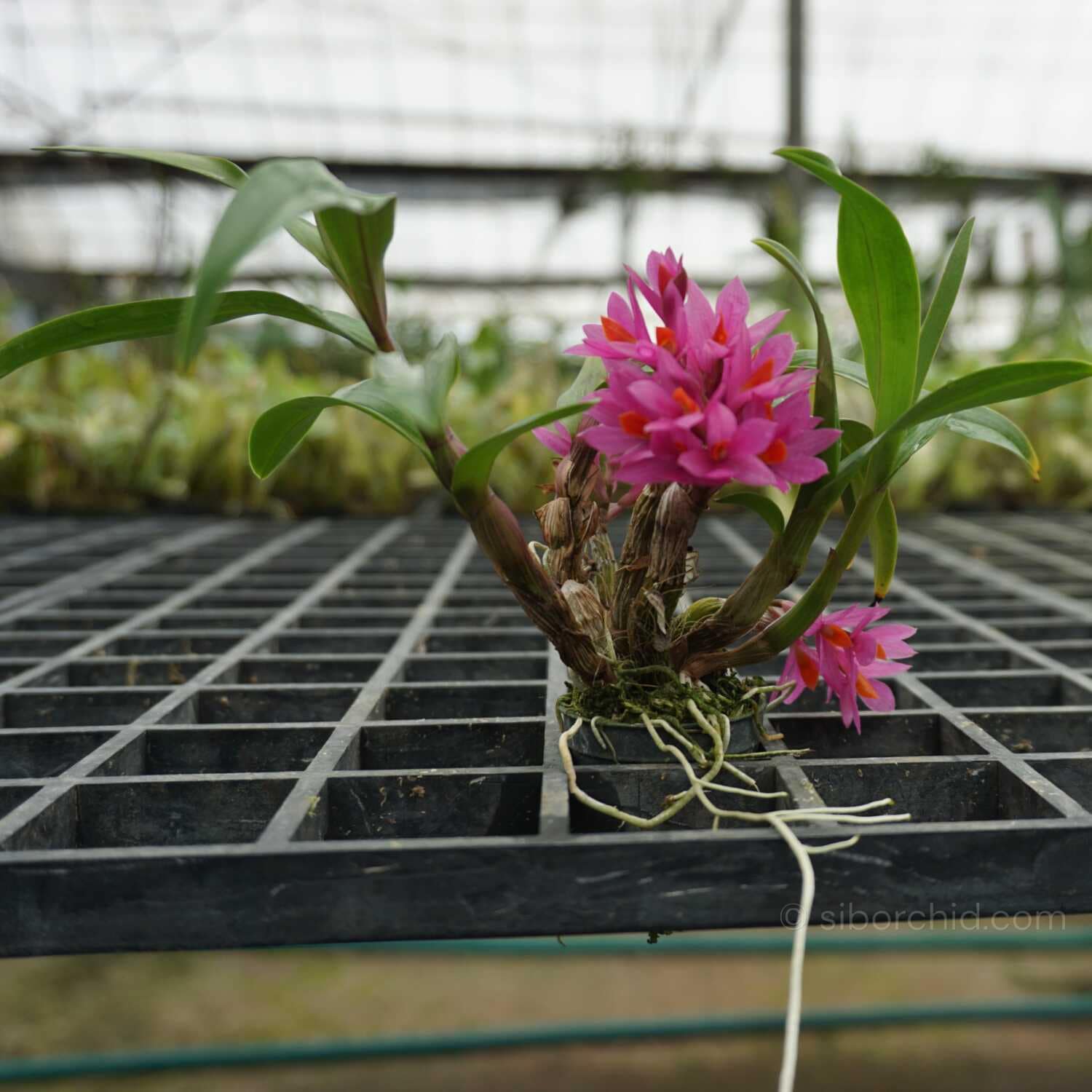 Dendrobium Hibiki 1" Small Size - Dendrobium Hibiki 1" Small Size - Image 3