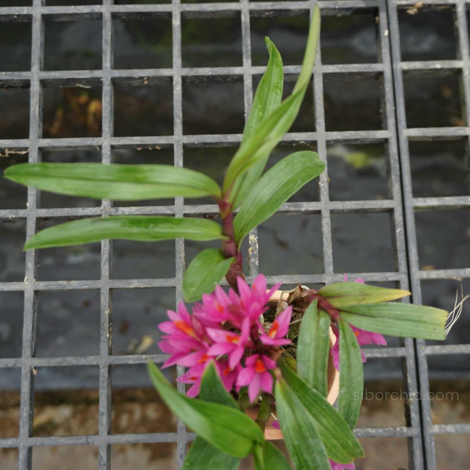 Dendrobium Hibiki 1" Small Size - Dendrobium Hibiki 1" Small Size - Image 5