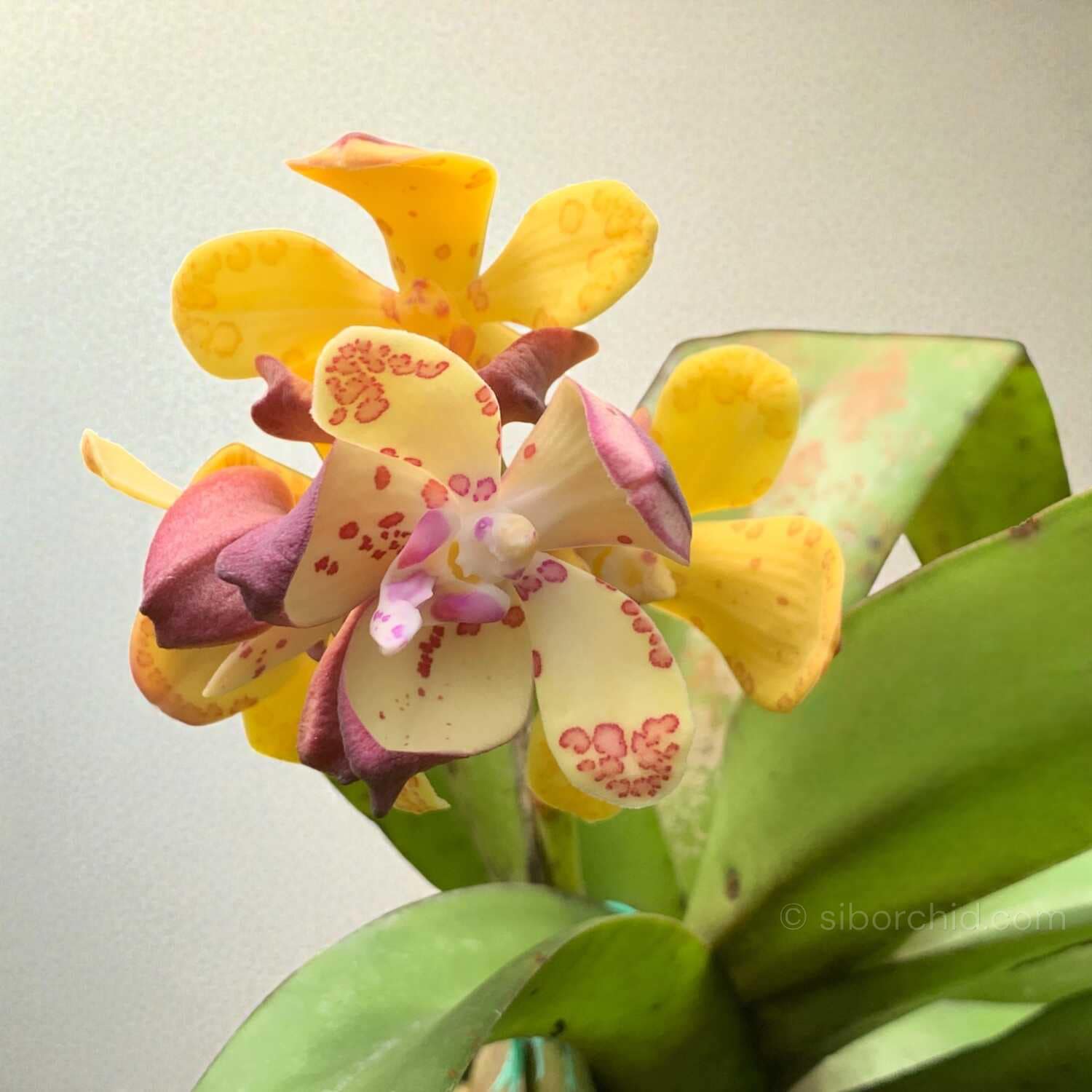 Vandopsis gigantea (Near Bloom Size) - Vandopsis gigantea (Near Bloom Size)