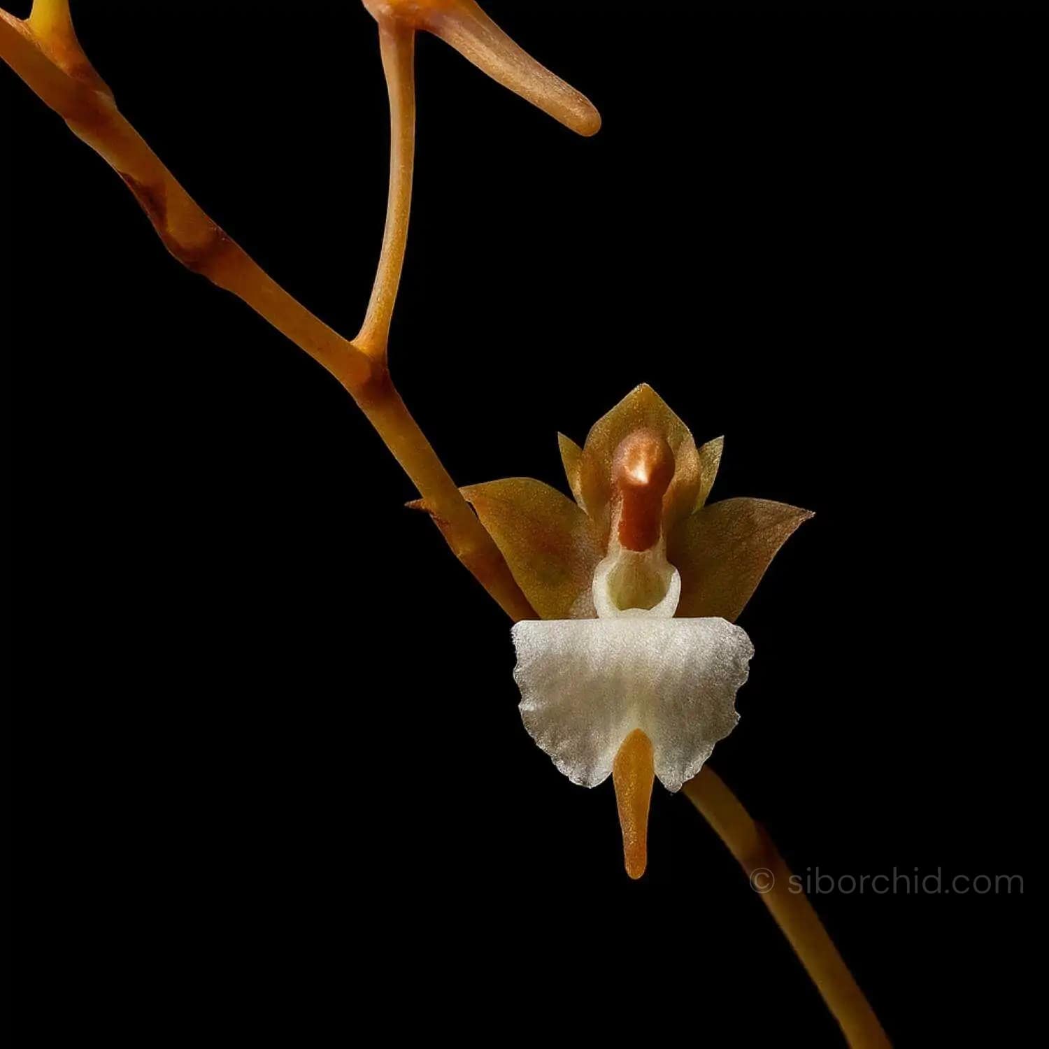 Microcoelia cornuta