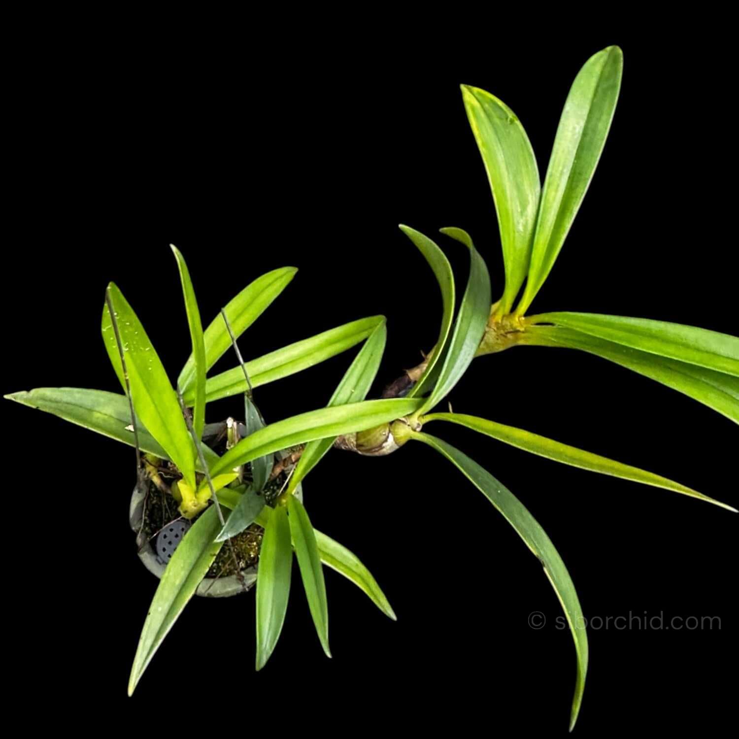 Eria ornata - Image 3