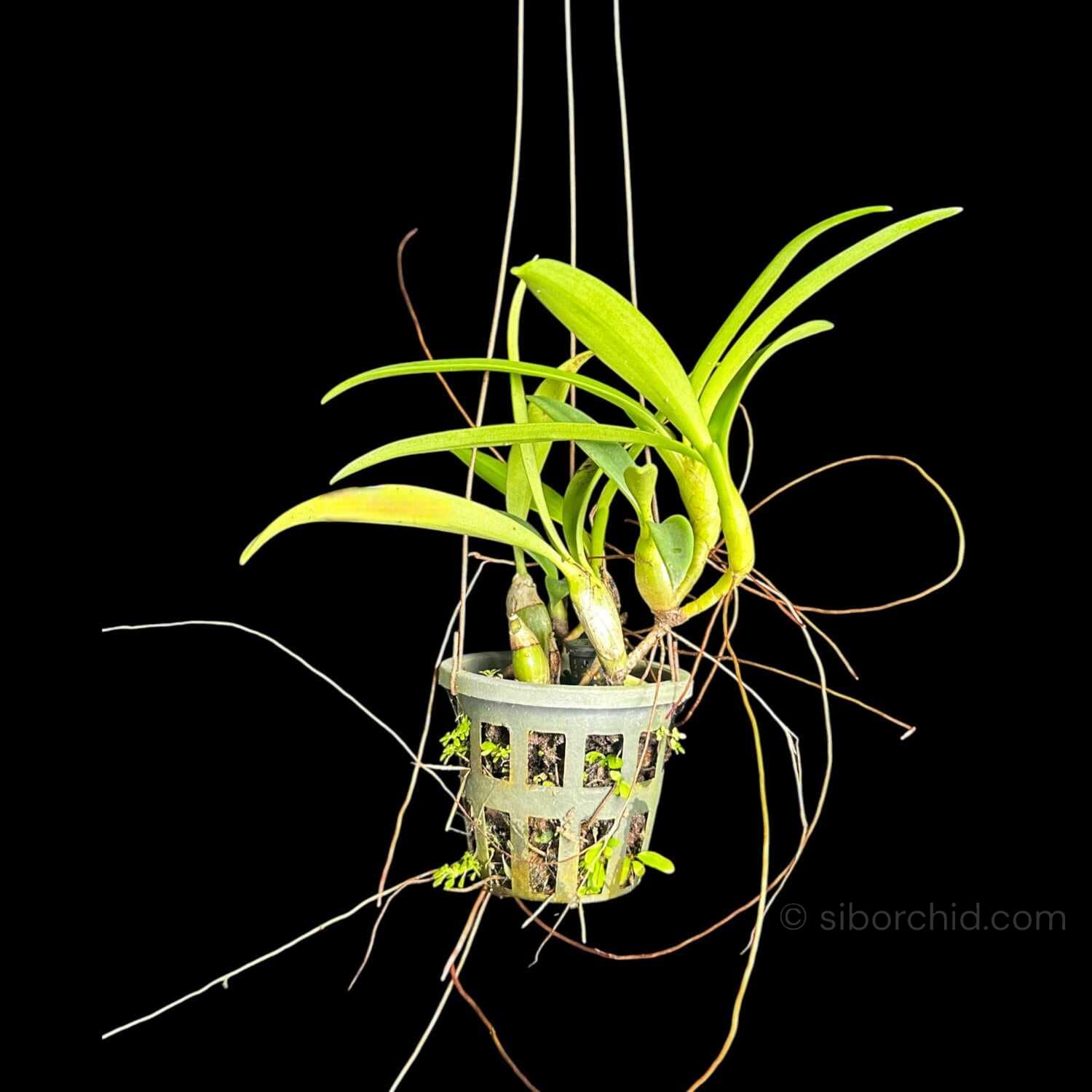 Eria ornata - Image 2