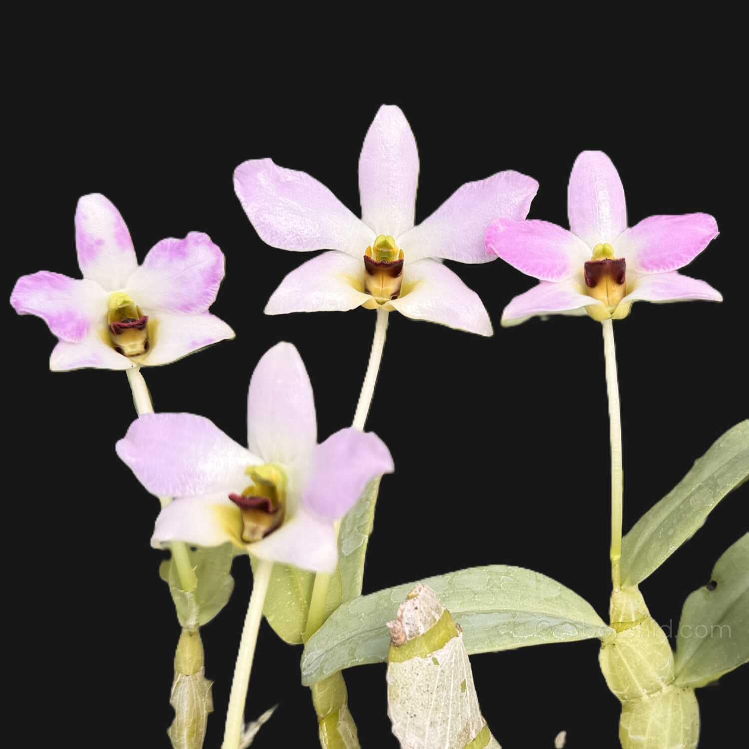 Dendrobium trantuanii – Blooming Size - Dendrobium trantuanii