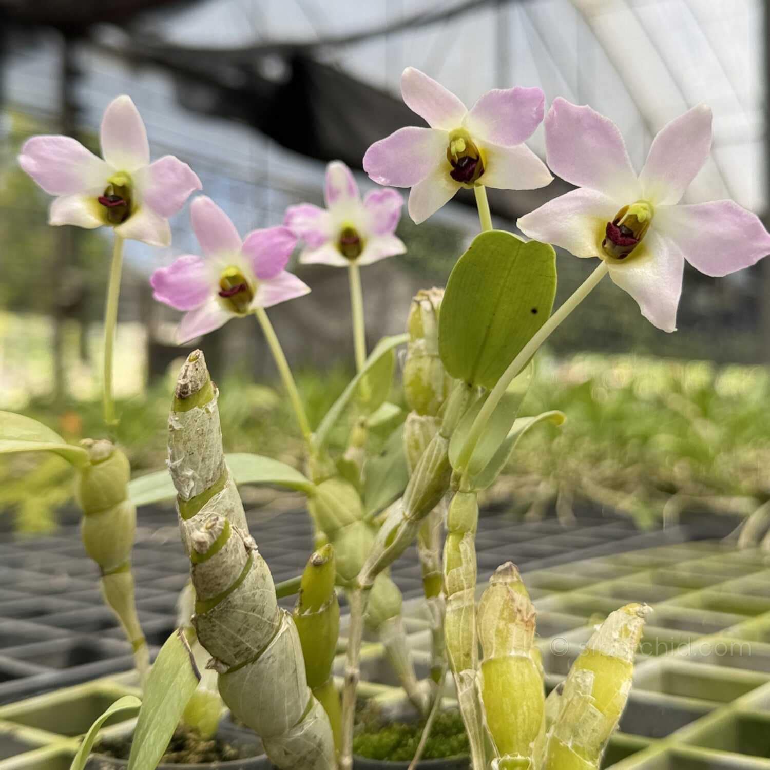 Dendrobium trantuanii – Blooming Size - Dendrobium trantuanii – Blooming Size - Image 3