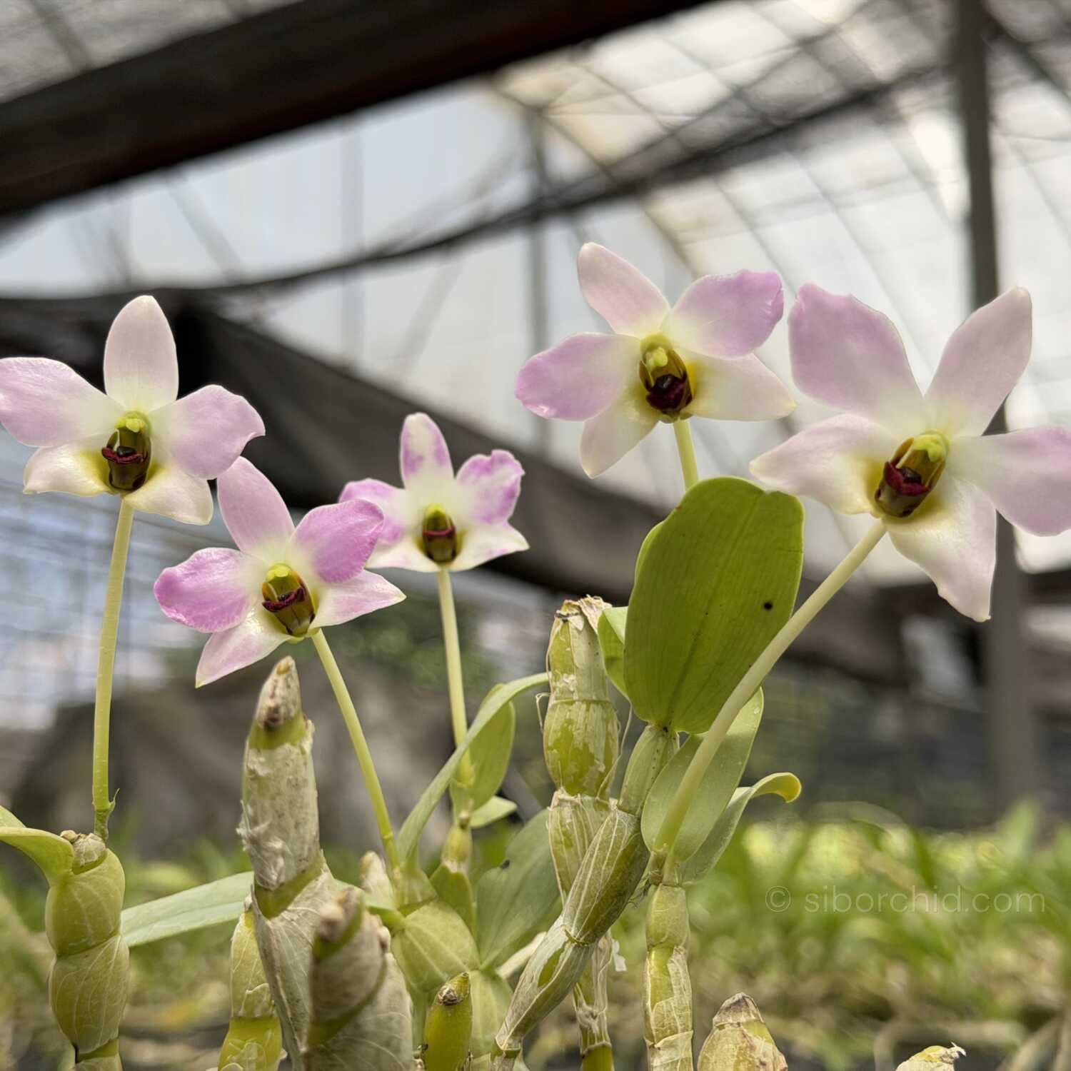 Dendrobium trantuanii – Blooming Size - Dendrobium trantuanii