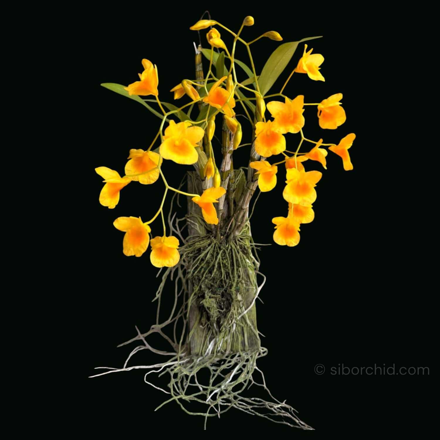Dendrobium braianense- Dendrobium sukhakulii