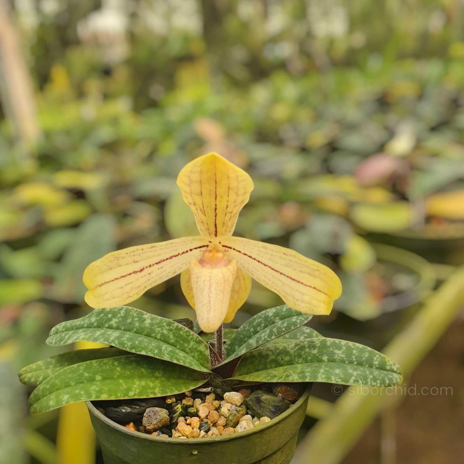 Paphiopedilum josianae