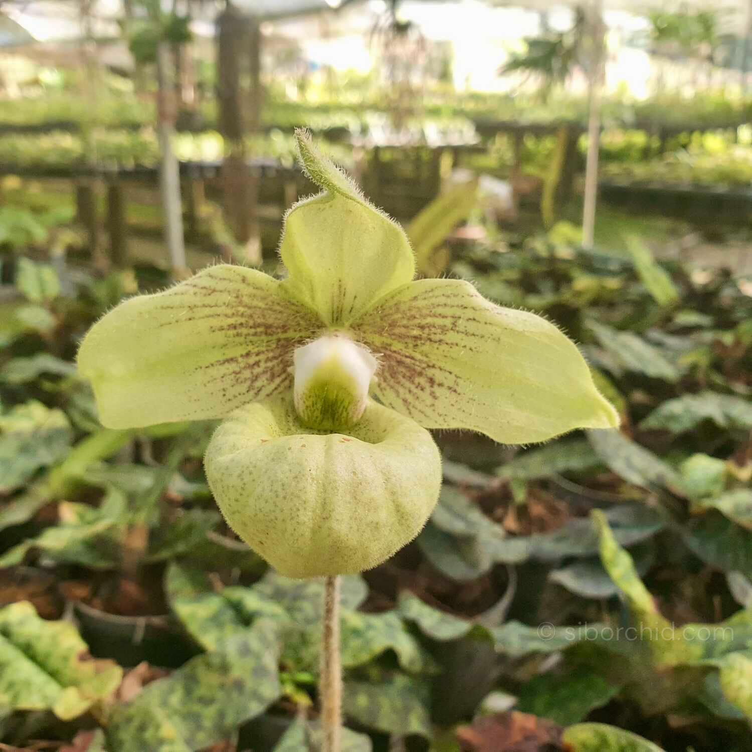 Paphiopedilum malipense (Blooming Size) - Paphiopedilum malipoense