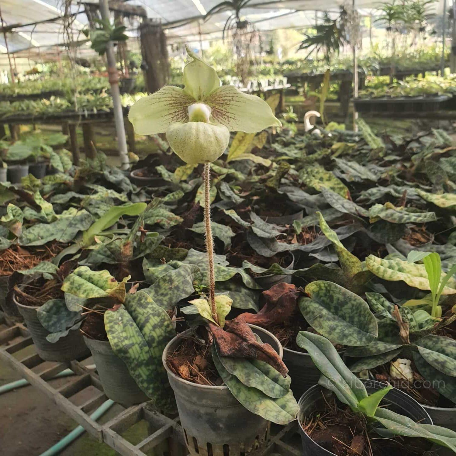 Paphiopedilum malipense (Blooming Size) - Paphiopedilum malipoense