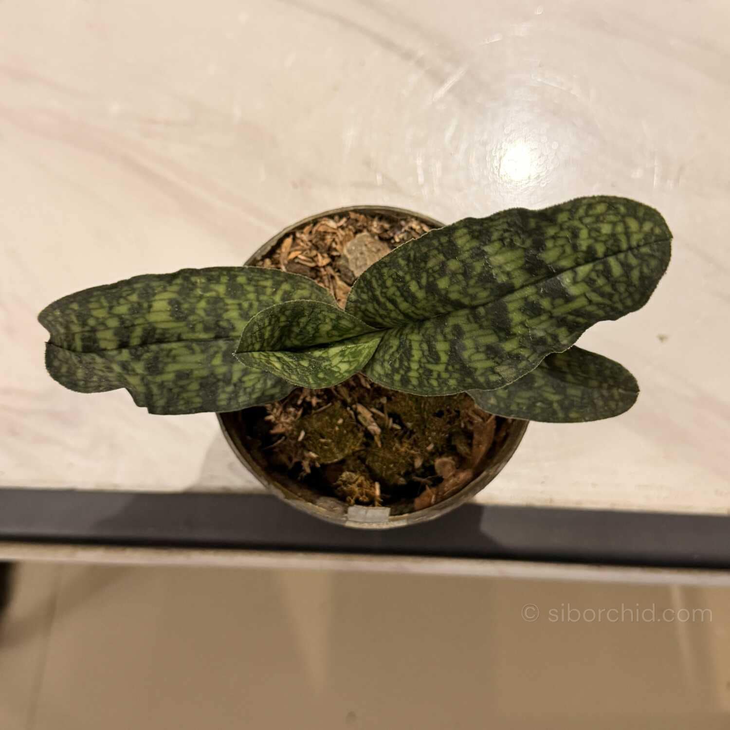 Paphiopedilum malipense (Blooming Size) - Paphiopedilum malipoense