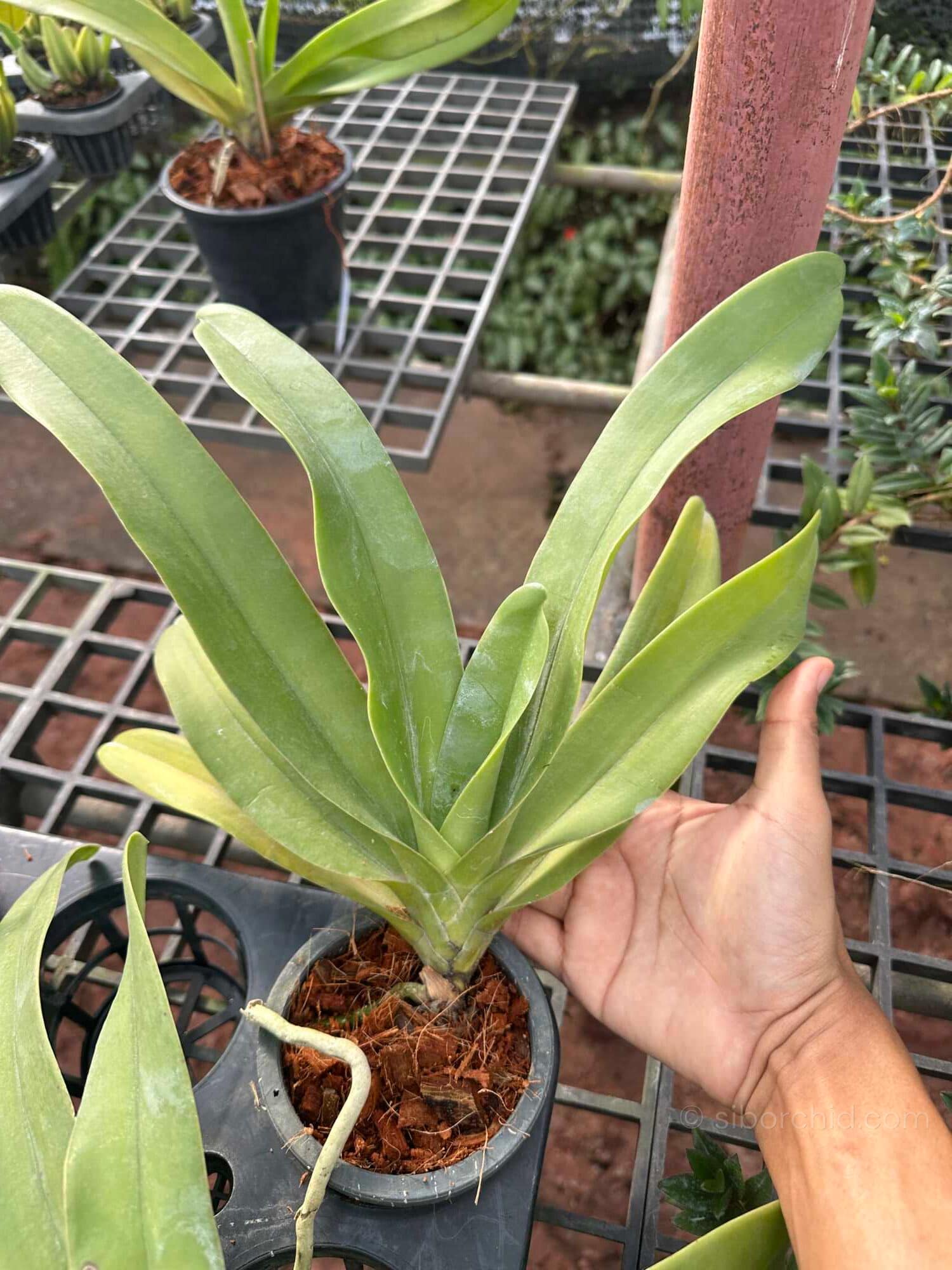 Vandopsis gigantea (Near Bloom Size) - Vandopsis gigantea for sale