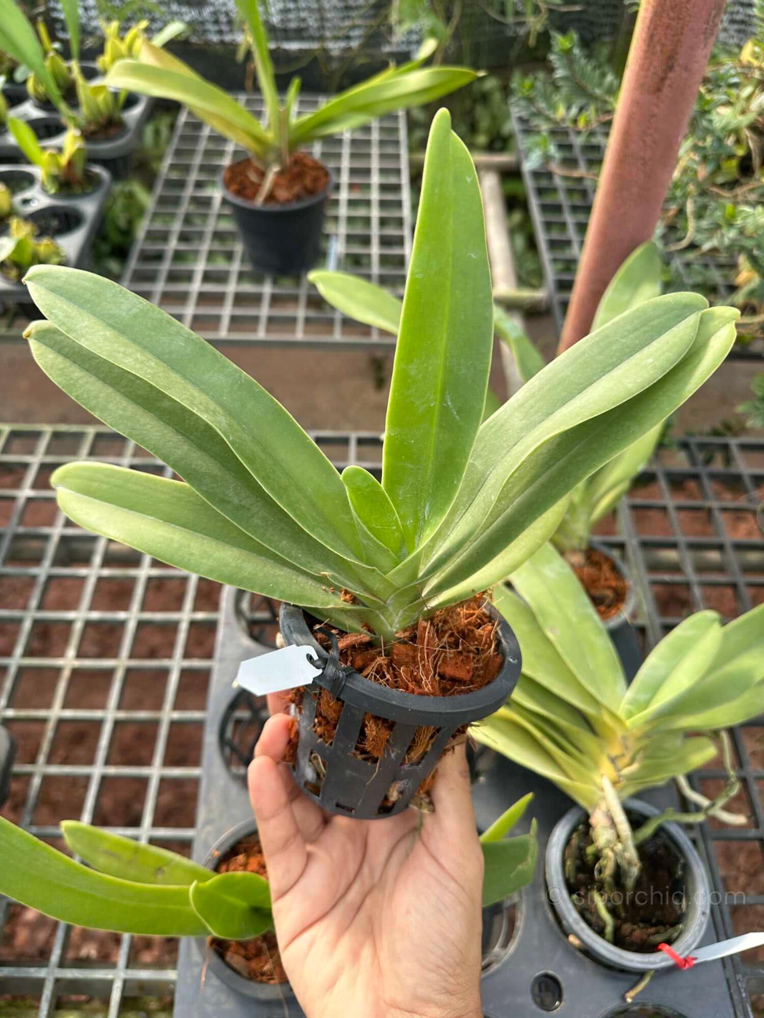 Vandopsis gigantea (Near Bloom Size) - Vandopsis gigantea for sale