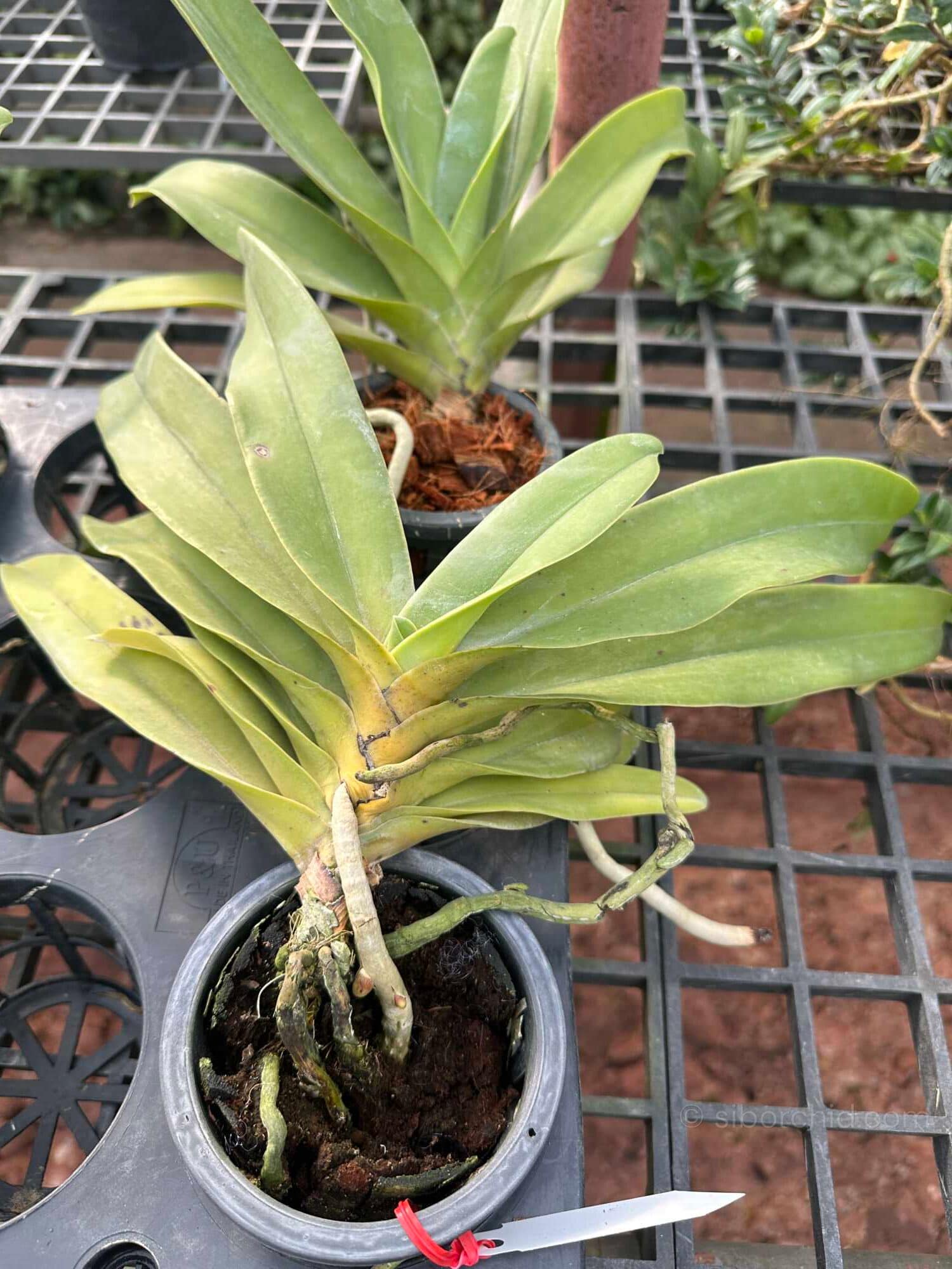 Vandopsis gigantea (Near Bloom Size) - Vandopsis gigantea for sale