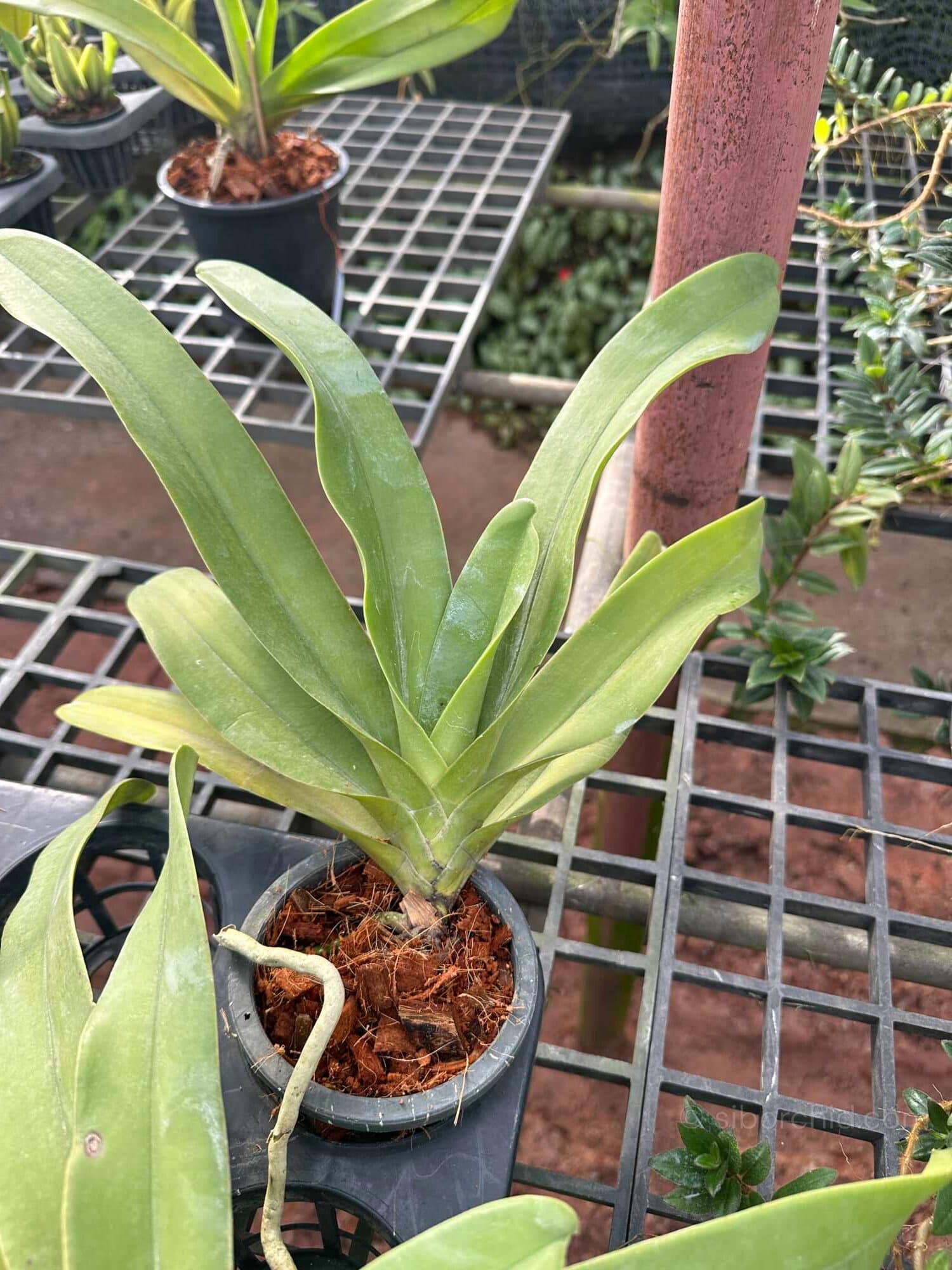 Vandopsis gigantea (Near Bloom Size) - Vandopsis gigantea for sale