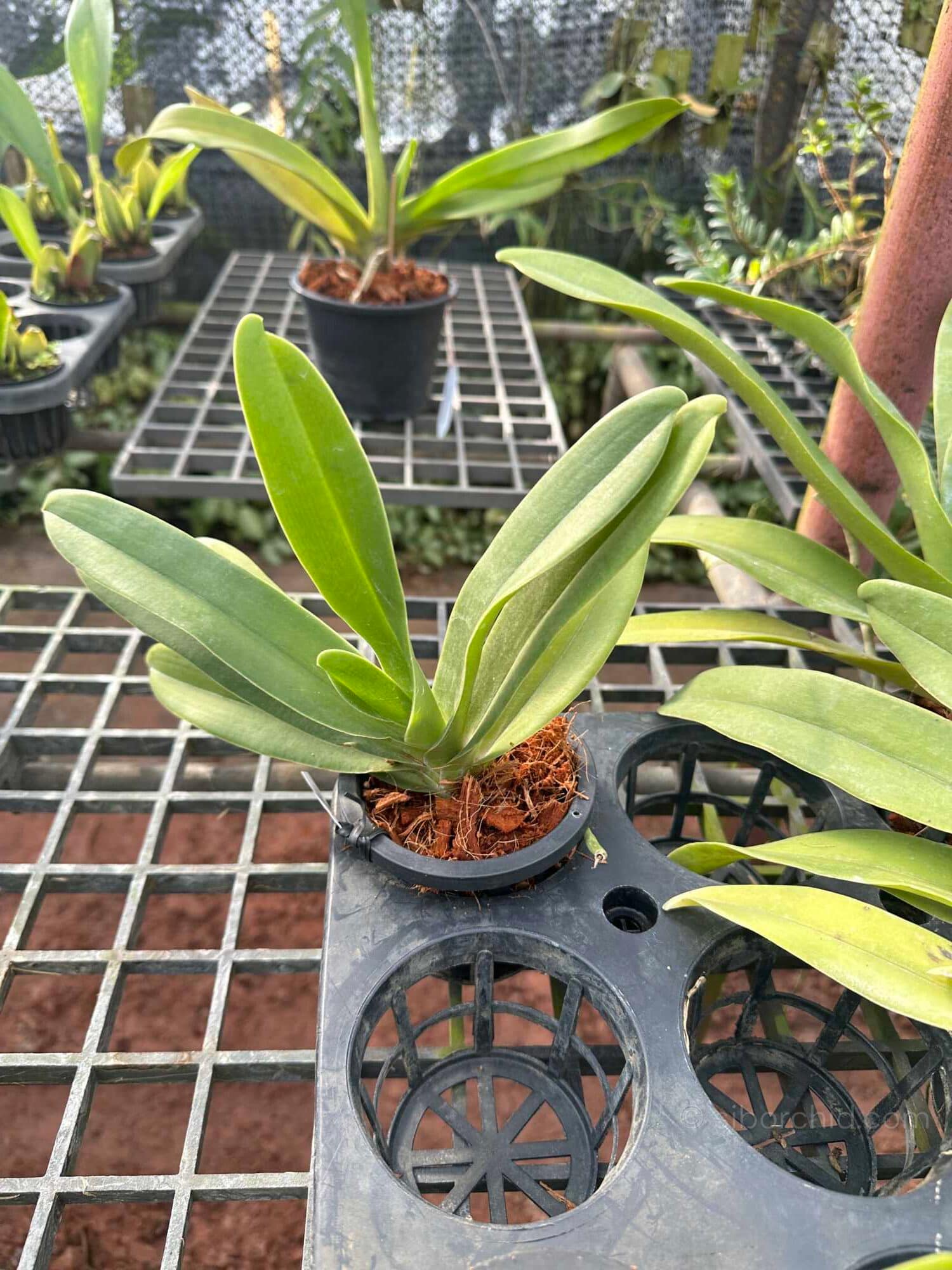Vandopsis gigantea (Near Bloom Size) - Vandopsis gigantea for sale