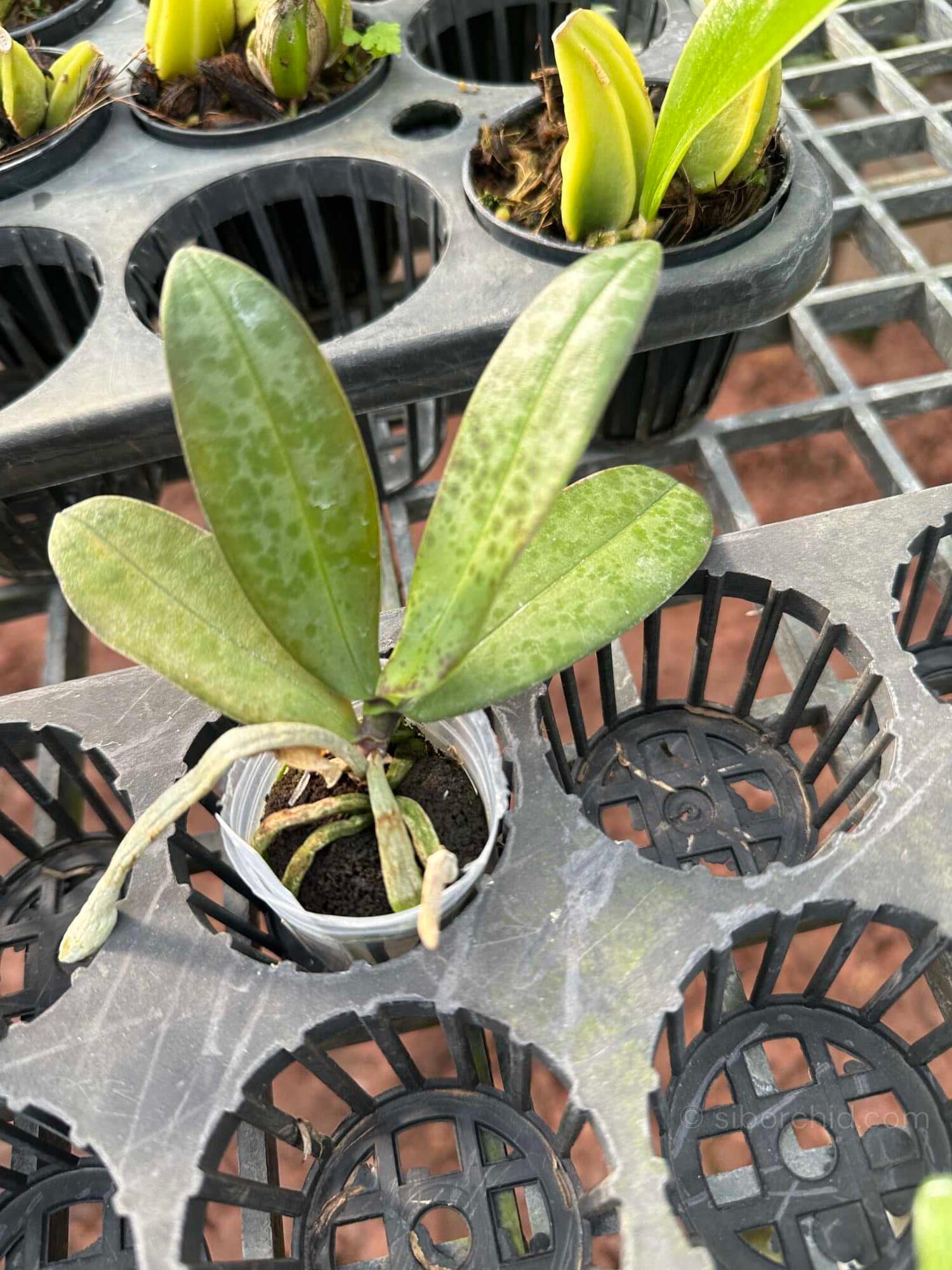 Phalaenopsis lindenii - Phalaenopsis lindenii