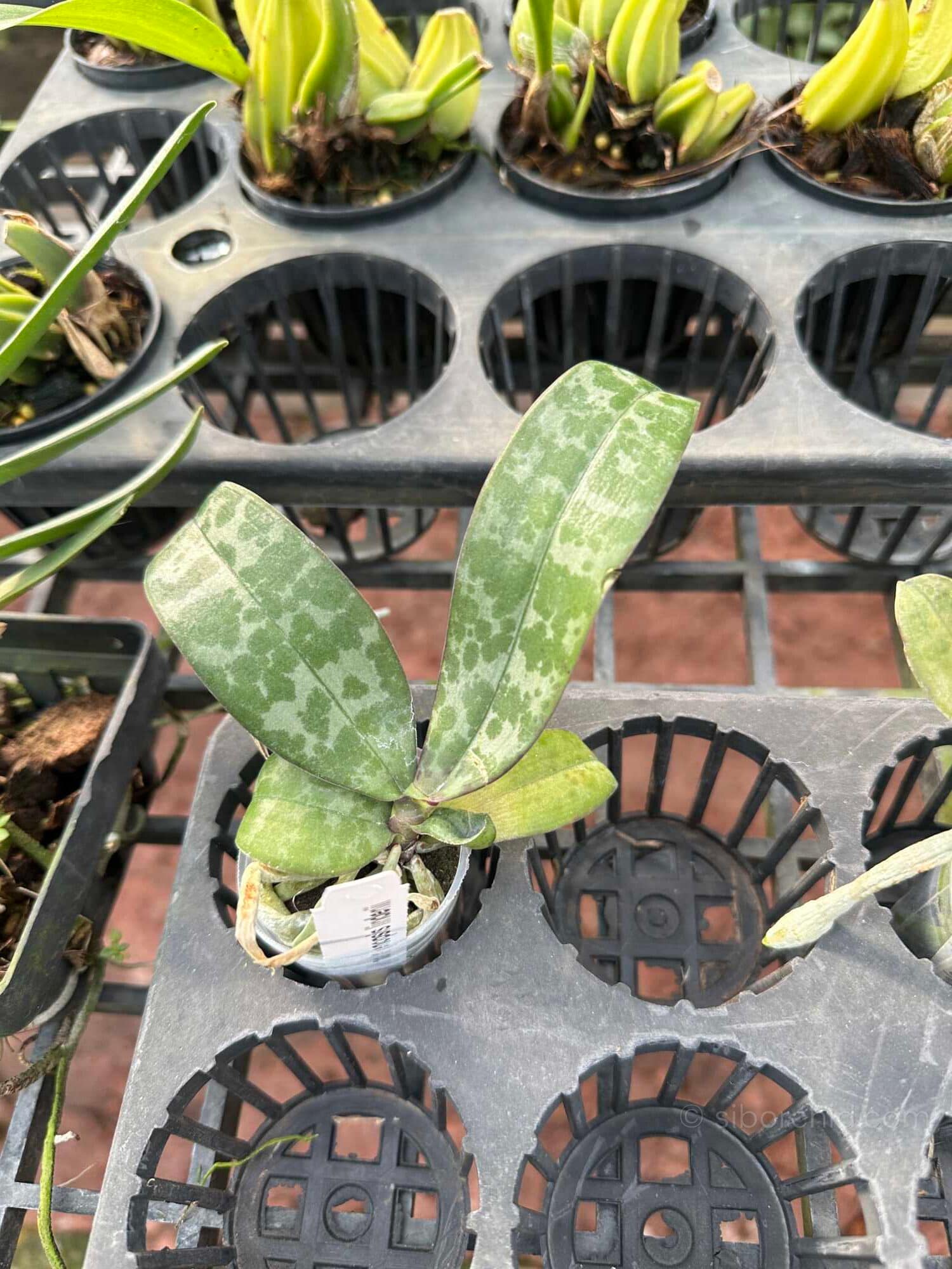 Phalaenopsis lindenii - Phalaenopsis lindenii