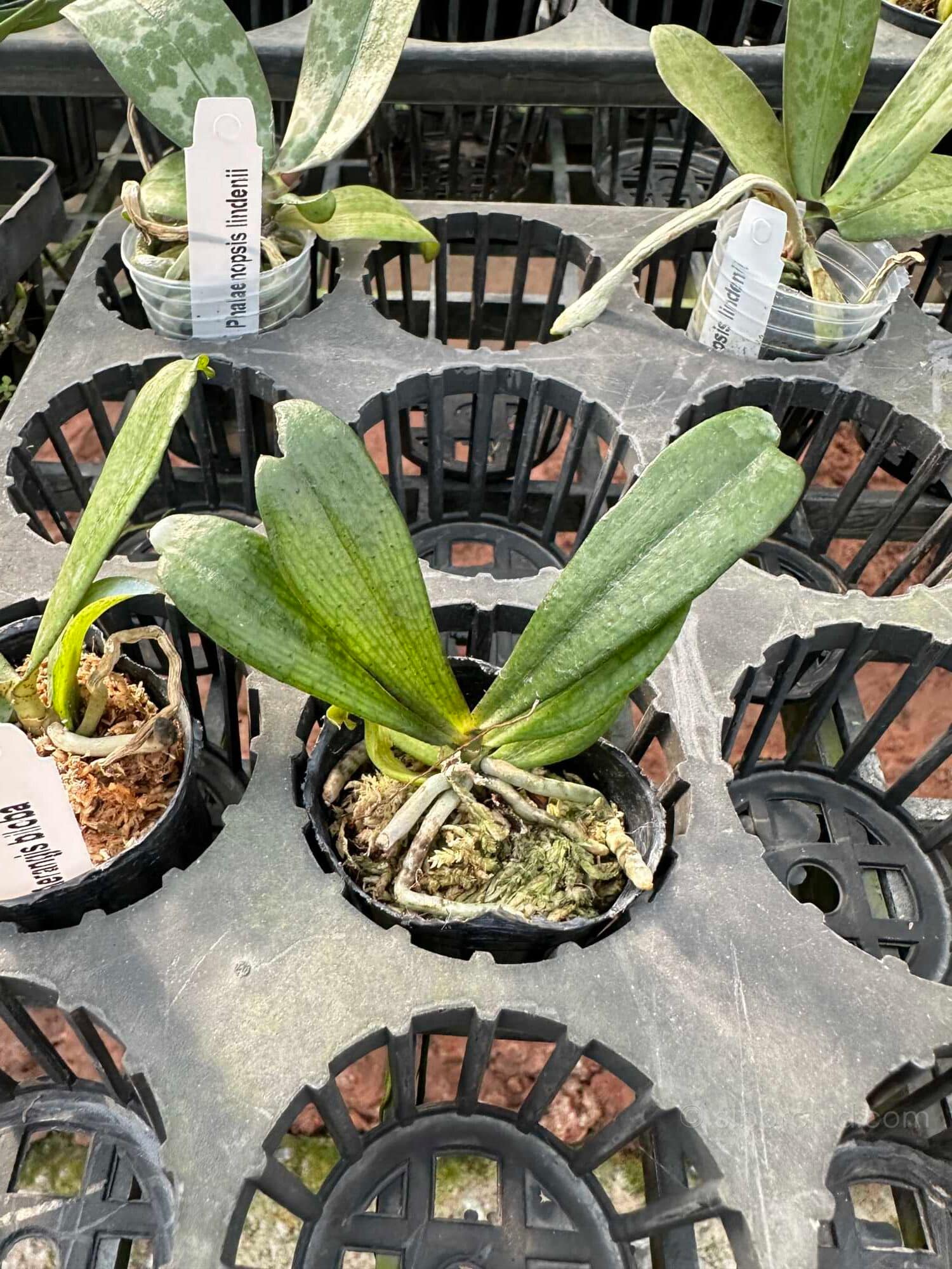 Aerangis biloba miniature orchid small size plant with compact green leaves