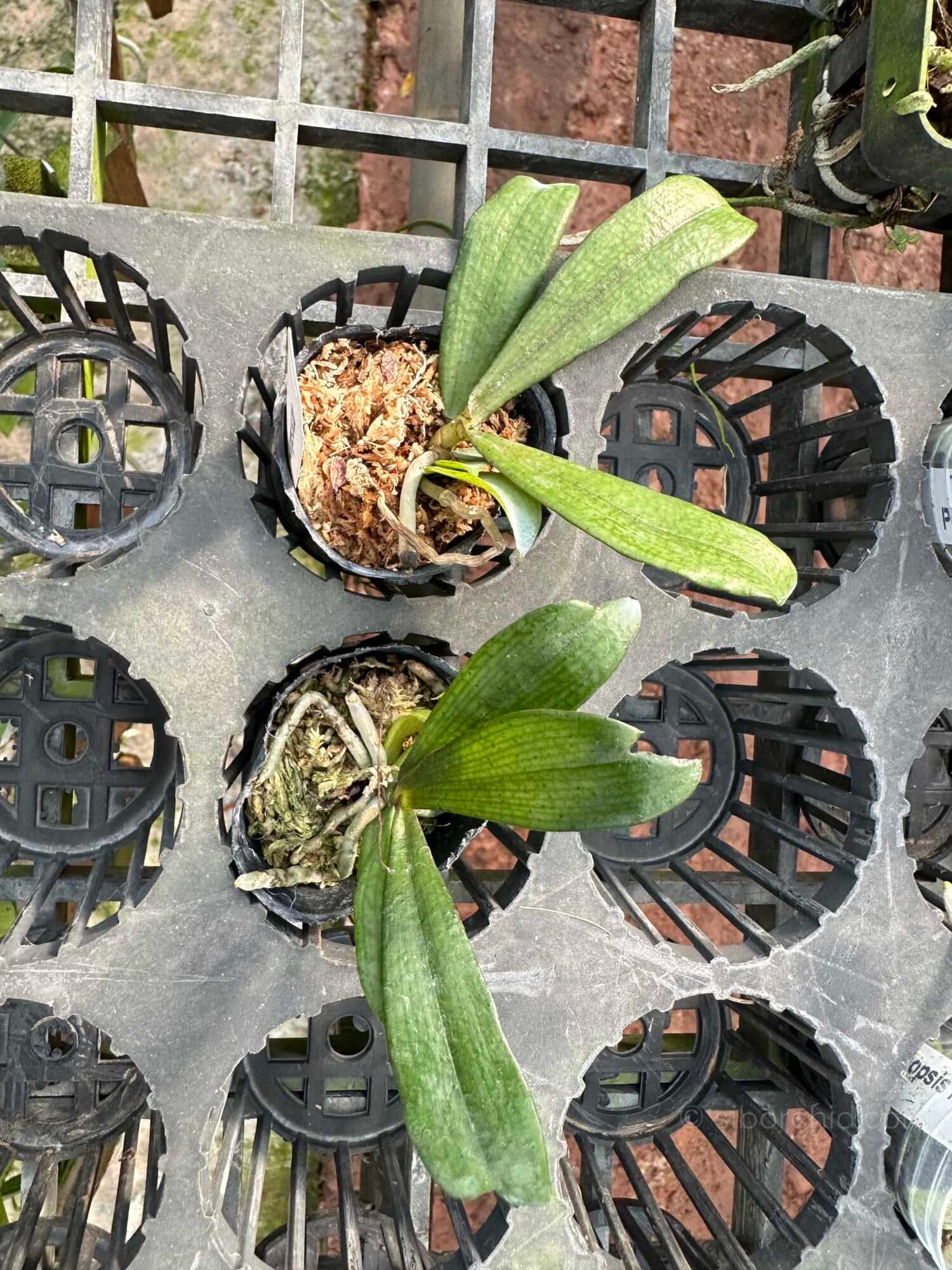 Aerangis biloba miniature orchid small size plant with compact green leaves