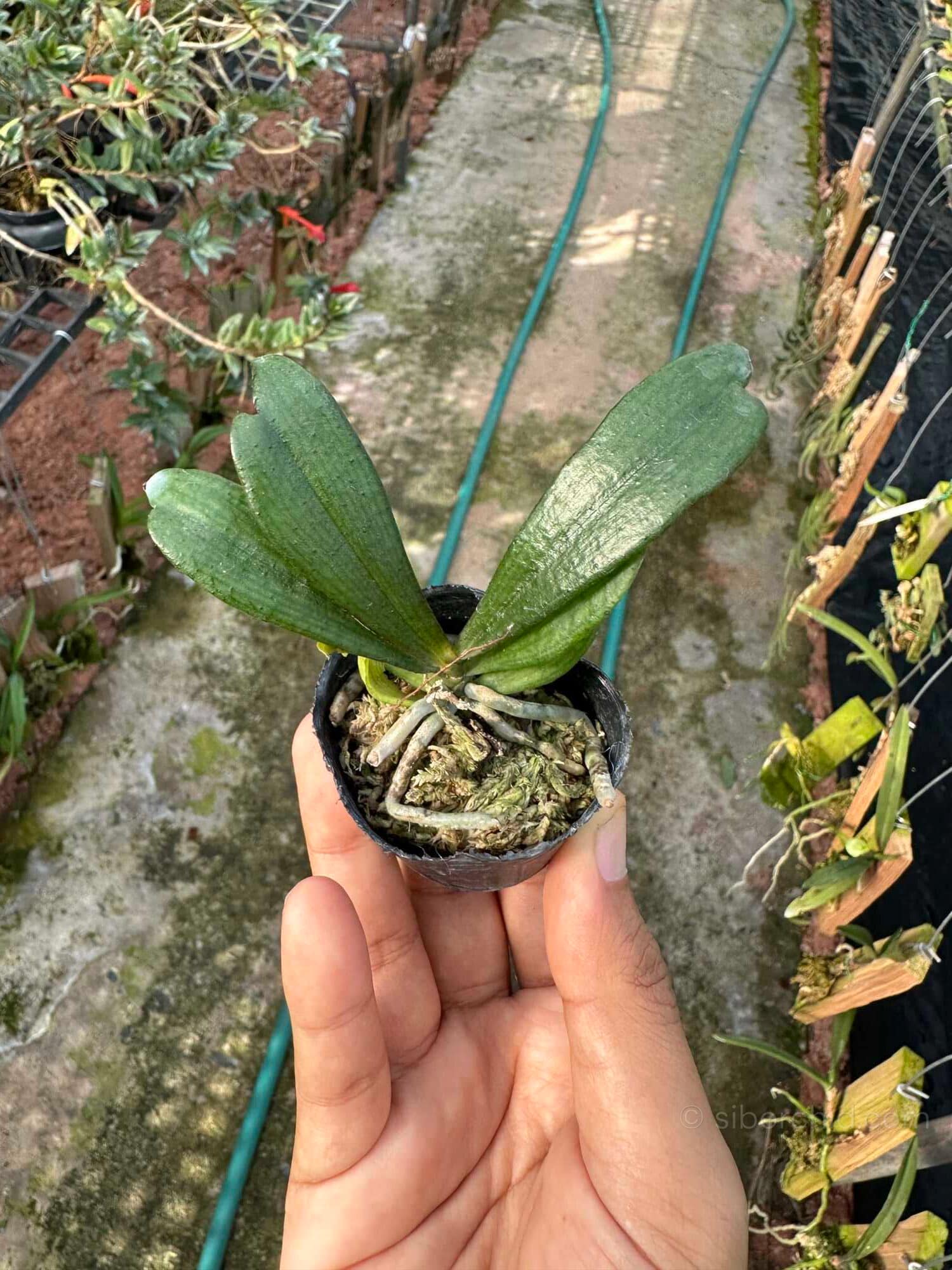 Aerangis biloba miniature orchid small size plant with compact green leaves