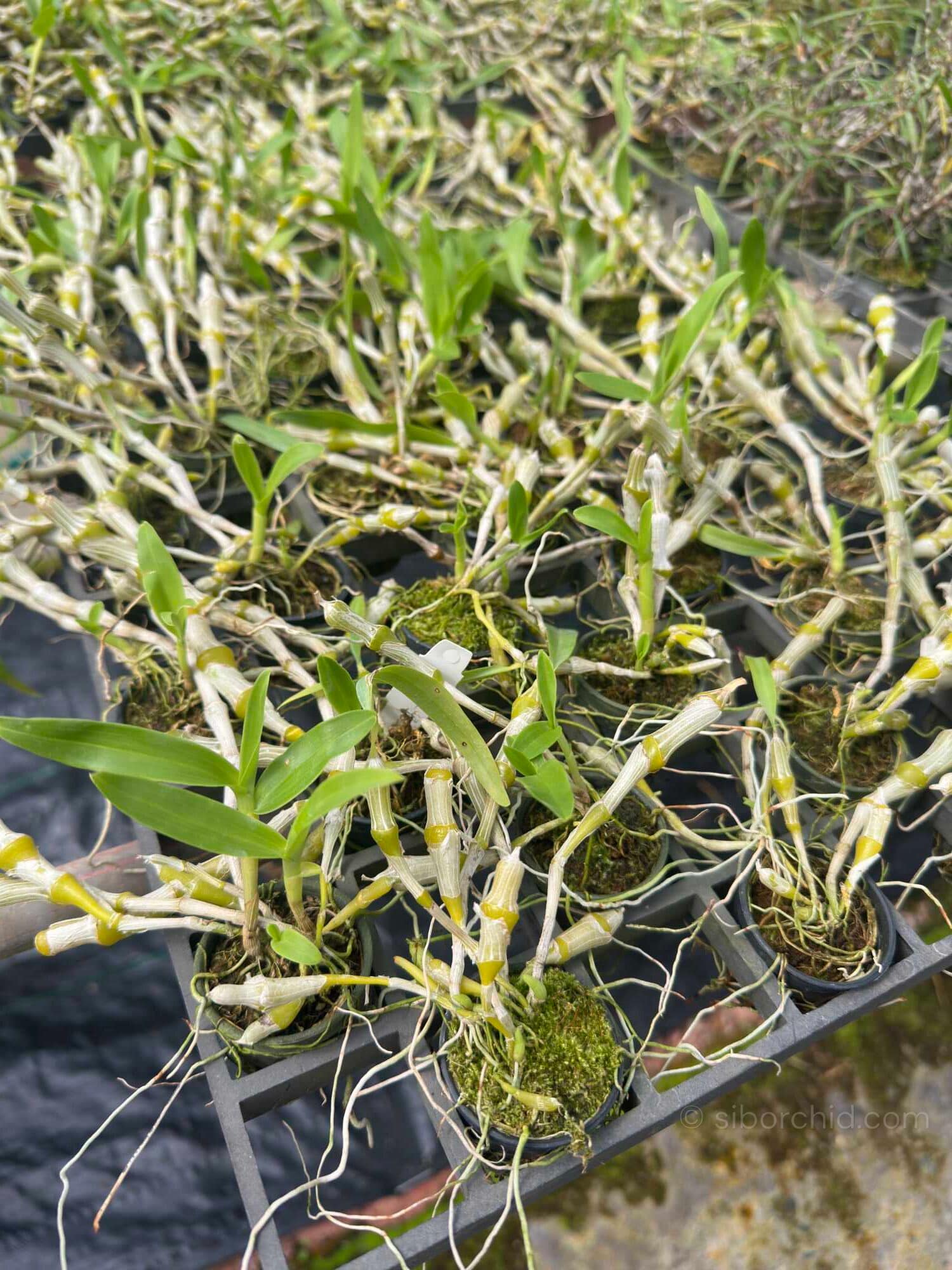 Dendrobium pendulum - Dendrobium pendulum - Image 5