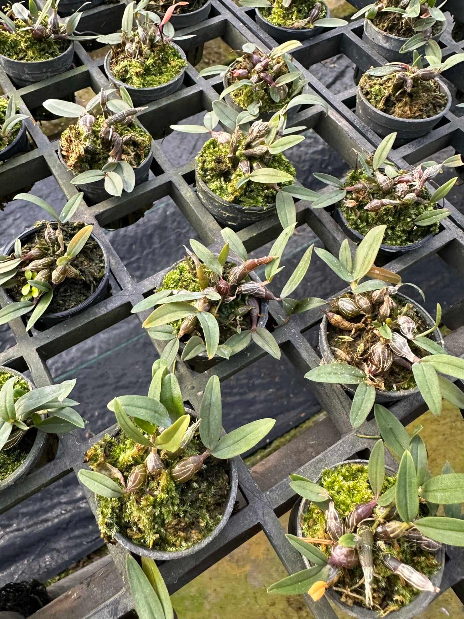 Dendrobium fuscifaucium 10 Plants - Dendrobium fuscifaucium