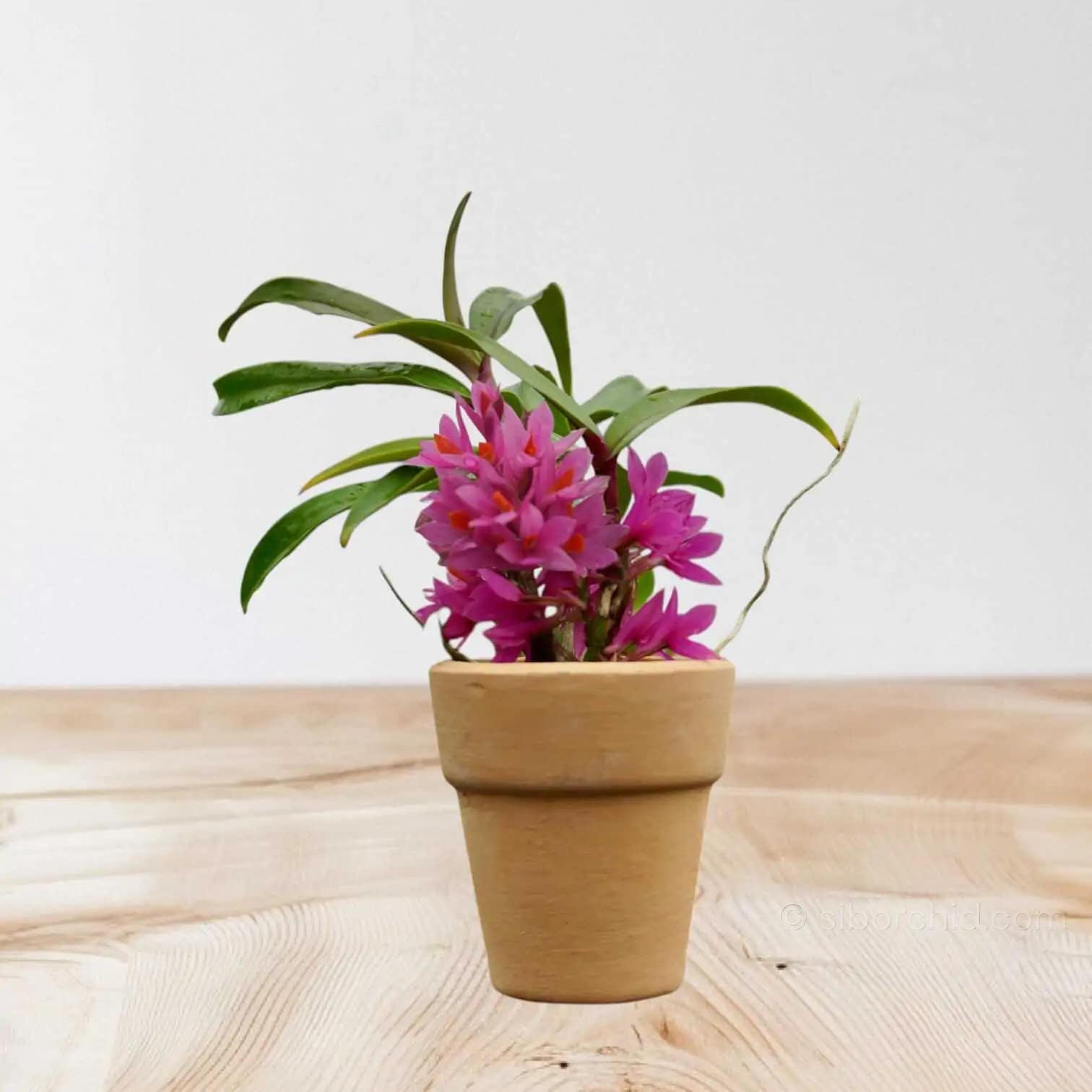 Dendrobium Hibiki 1" Small Size - Dendrobium Hibiki