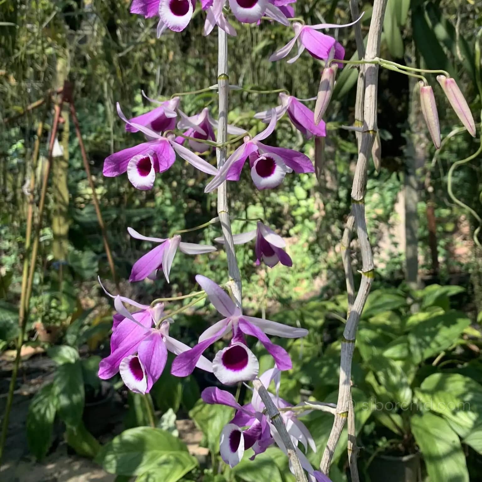 Dendrobium lituiflorum - Dendrobium lituiflorum