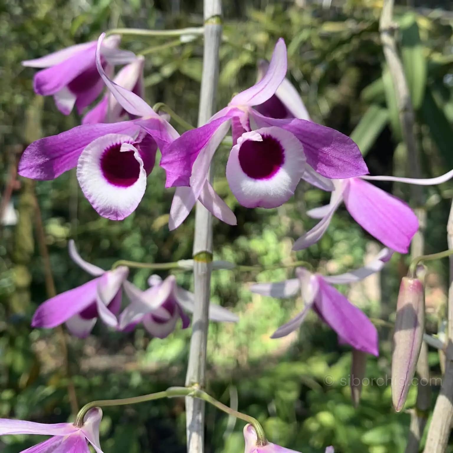 Dendrobium lituiflorum - Dendrobium lituiflorum