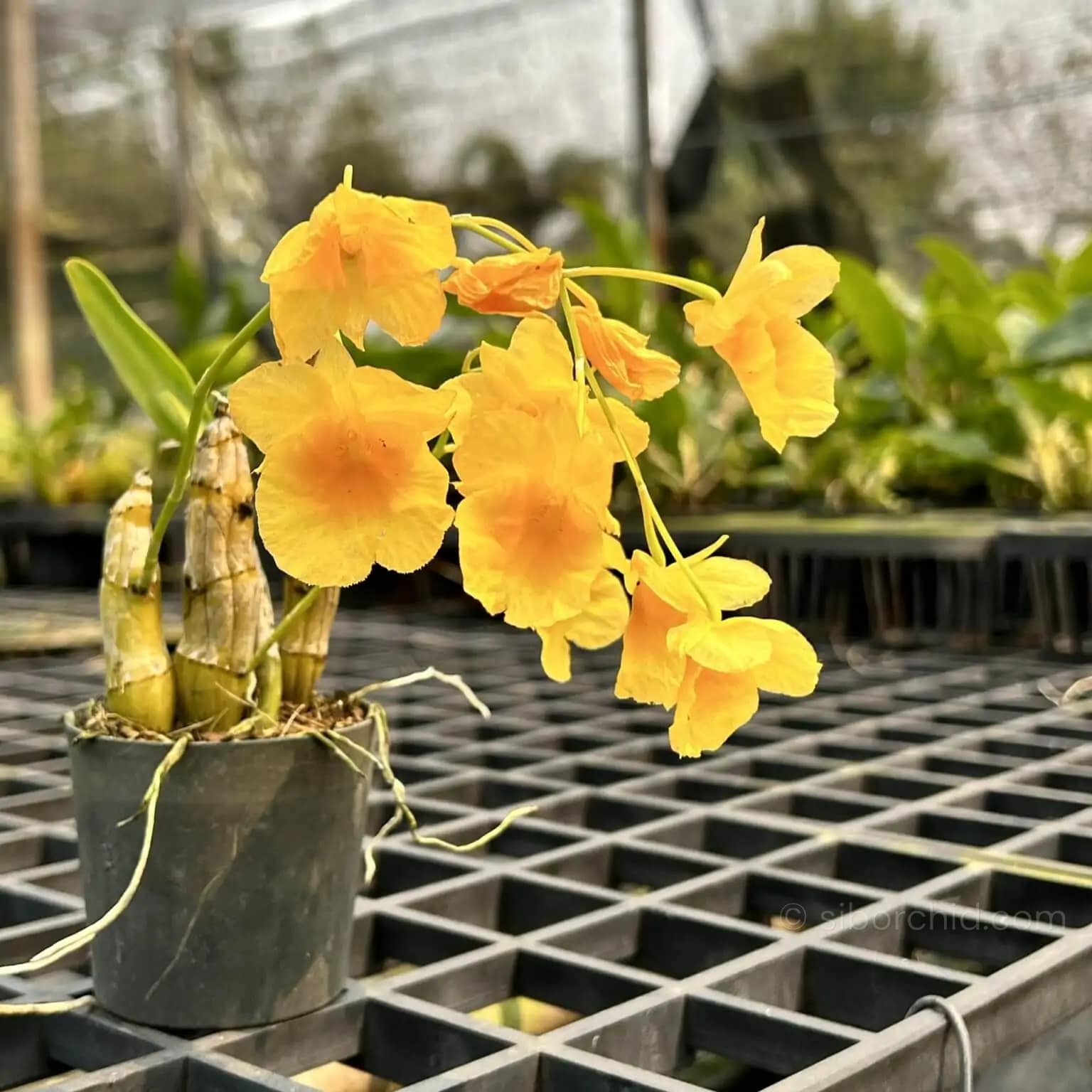 dendrobium capillipes