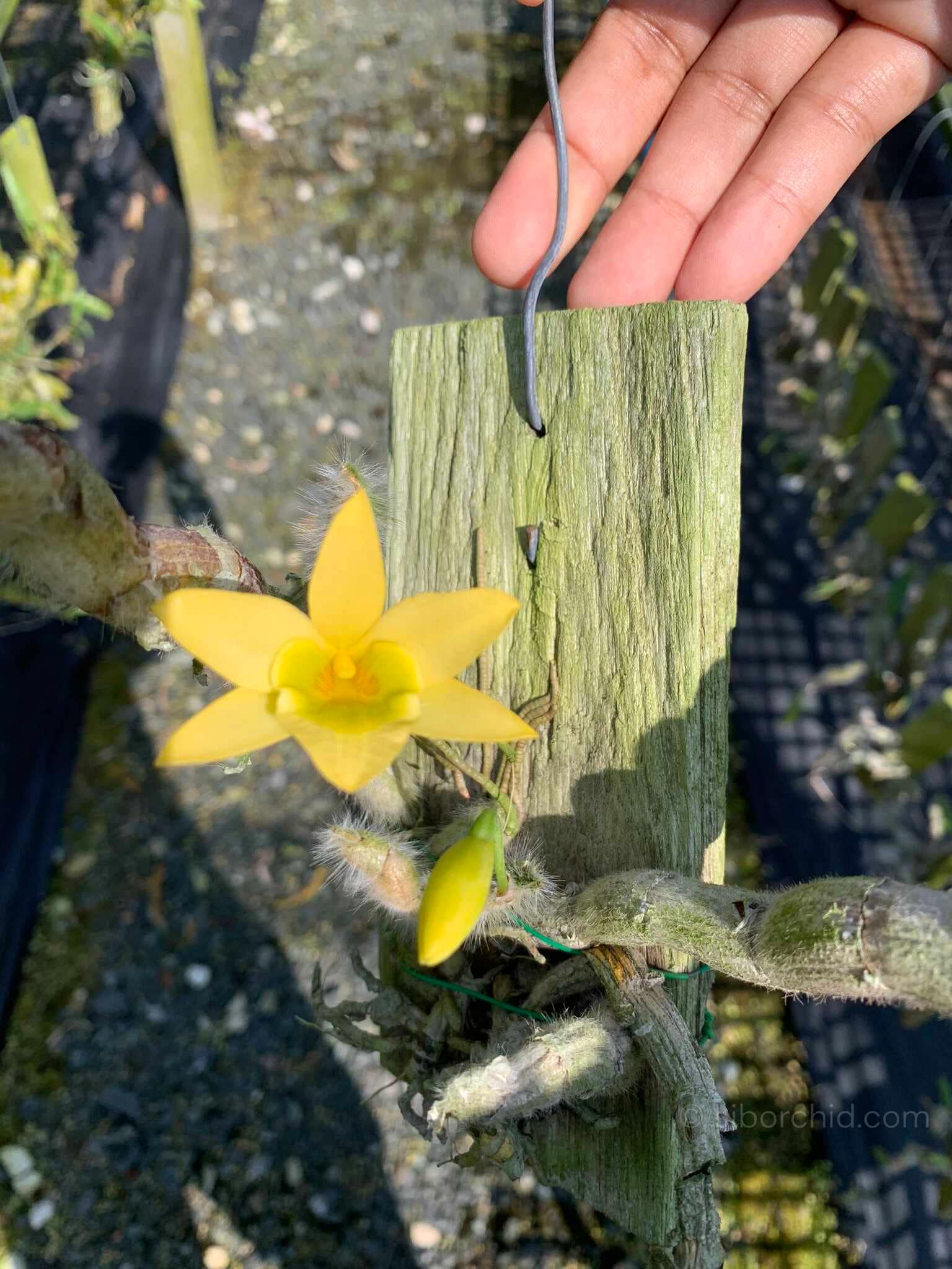 Dendrobium senile