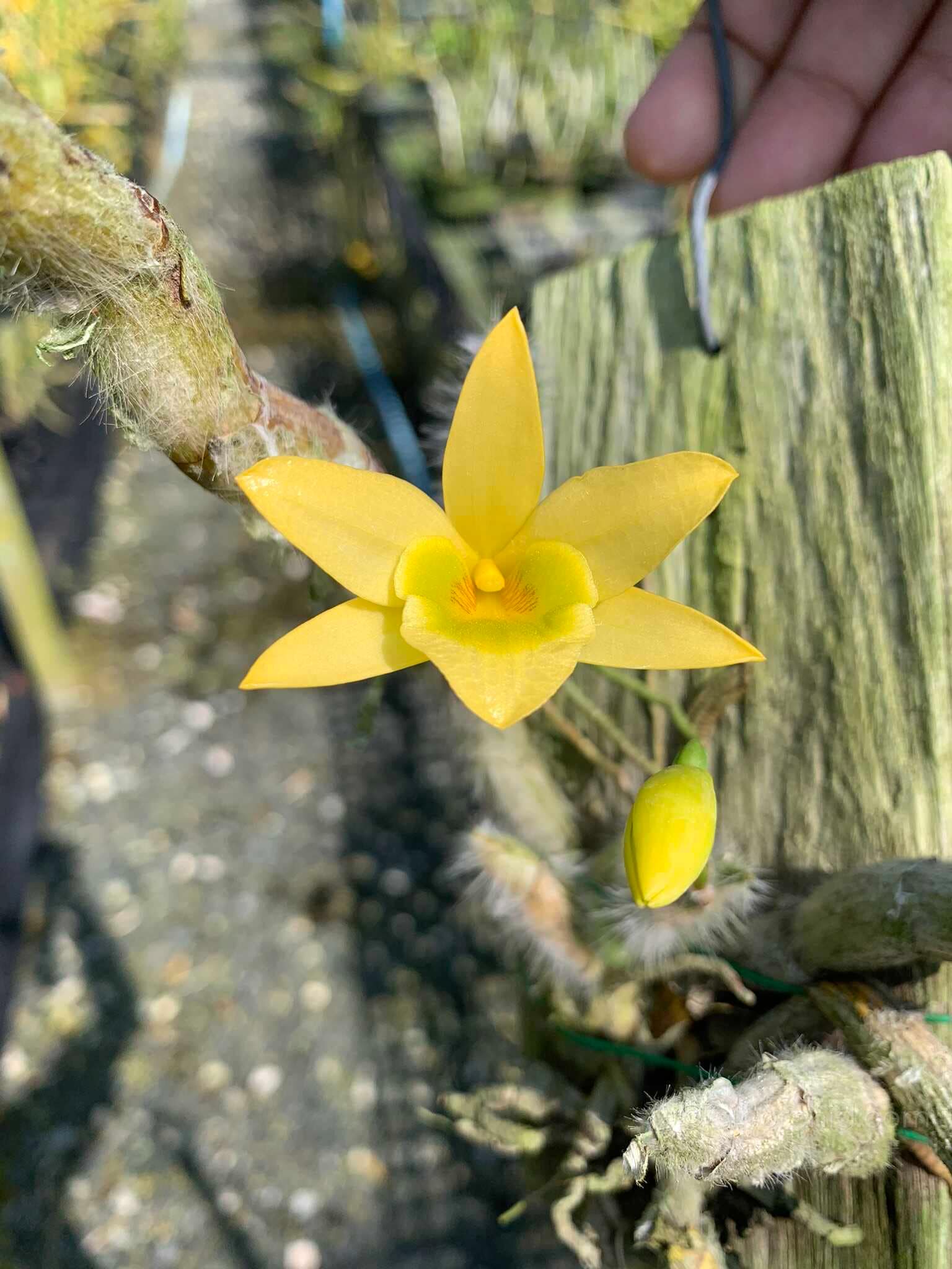 Dendrobium senile