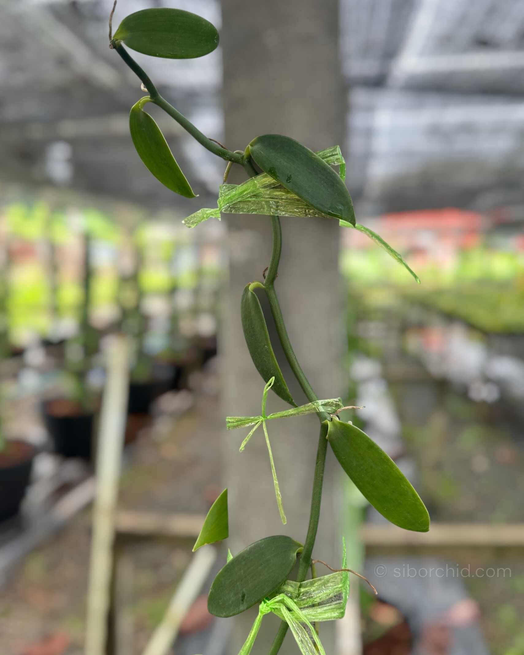 Vanilla planifolia Plant for grow