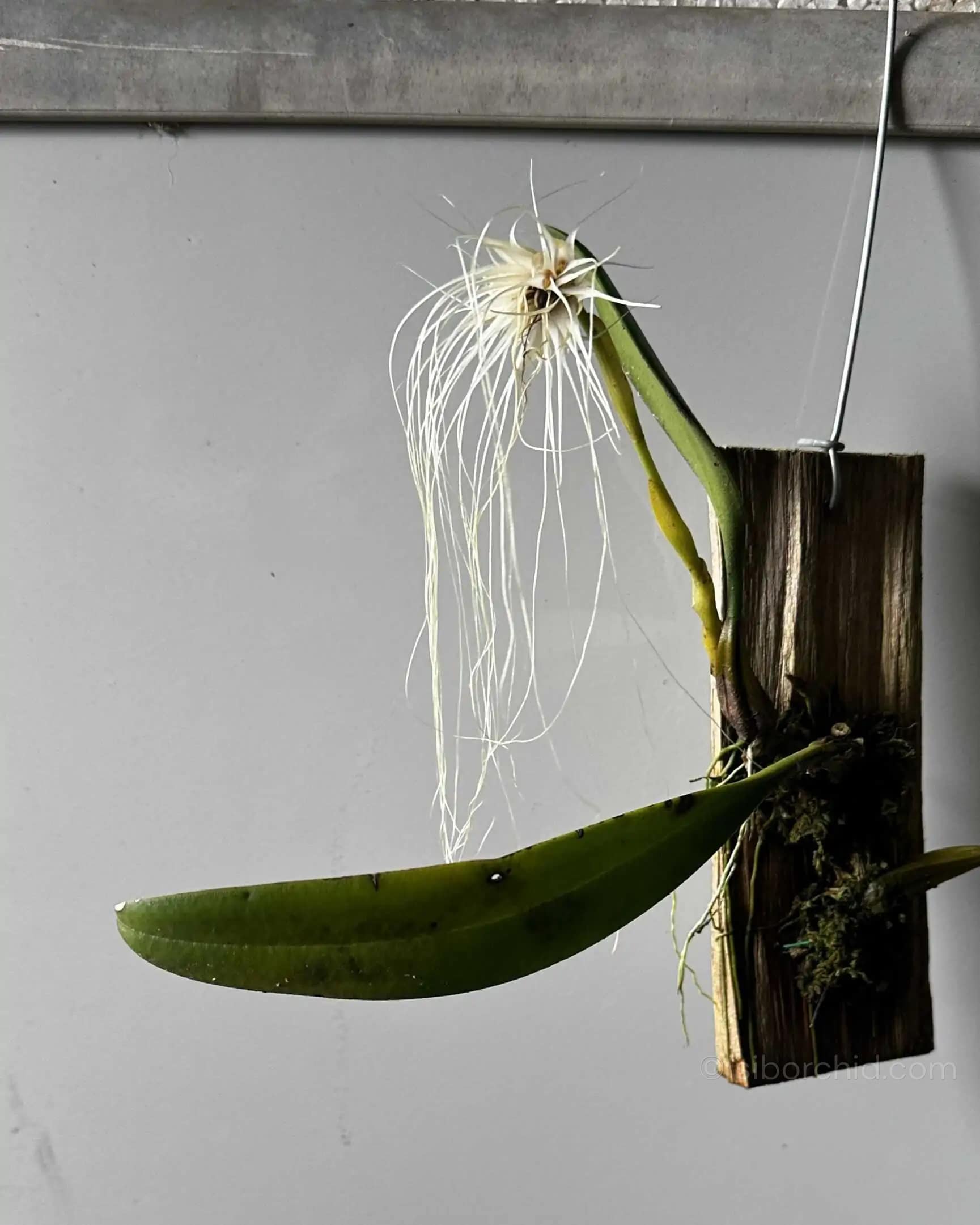 Bulbophyllum medusae blooming size
