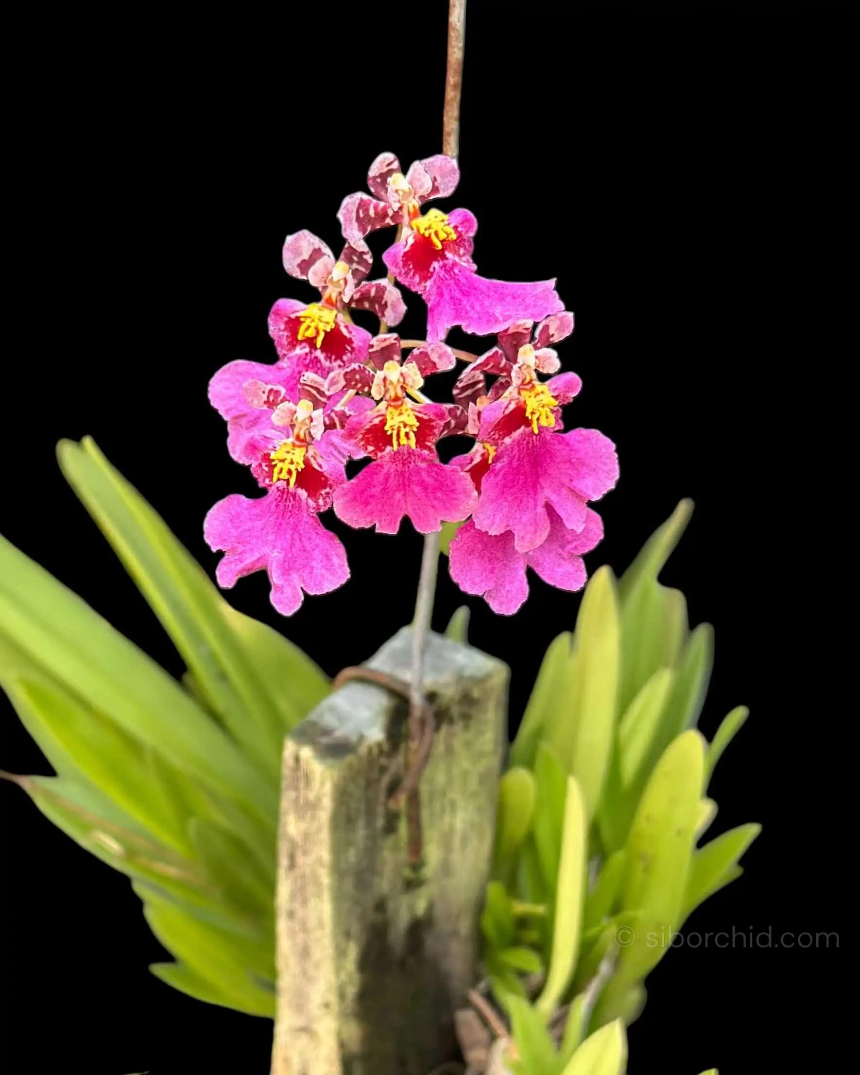 Tolumnia Hybrid Pink