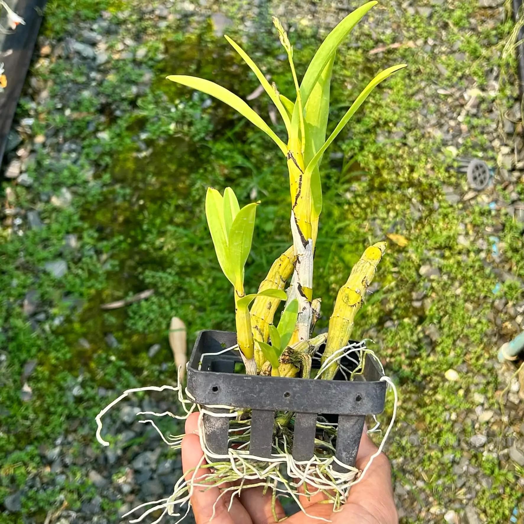 dendrobium capillipes