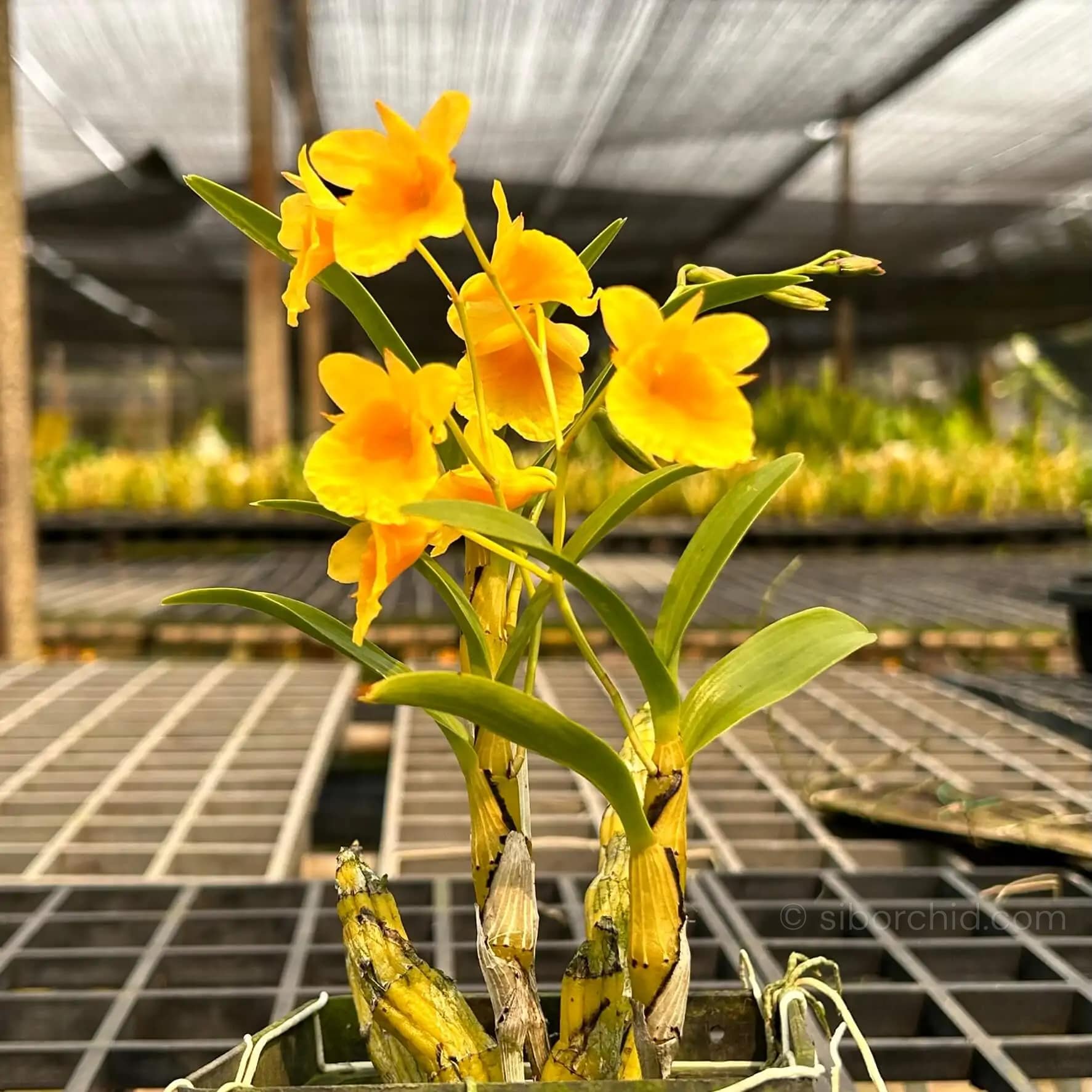dendrobium capillipes
