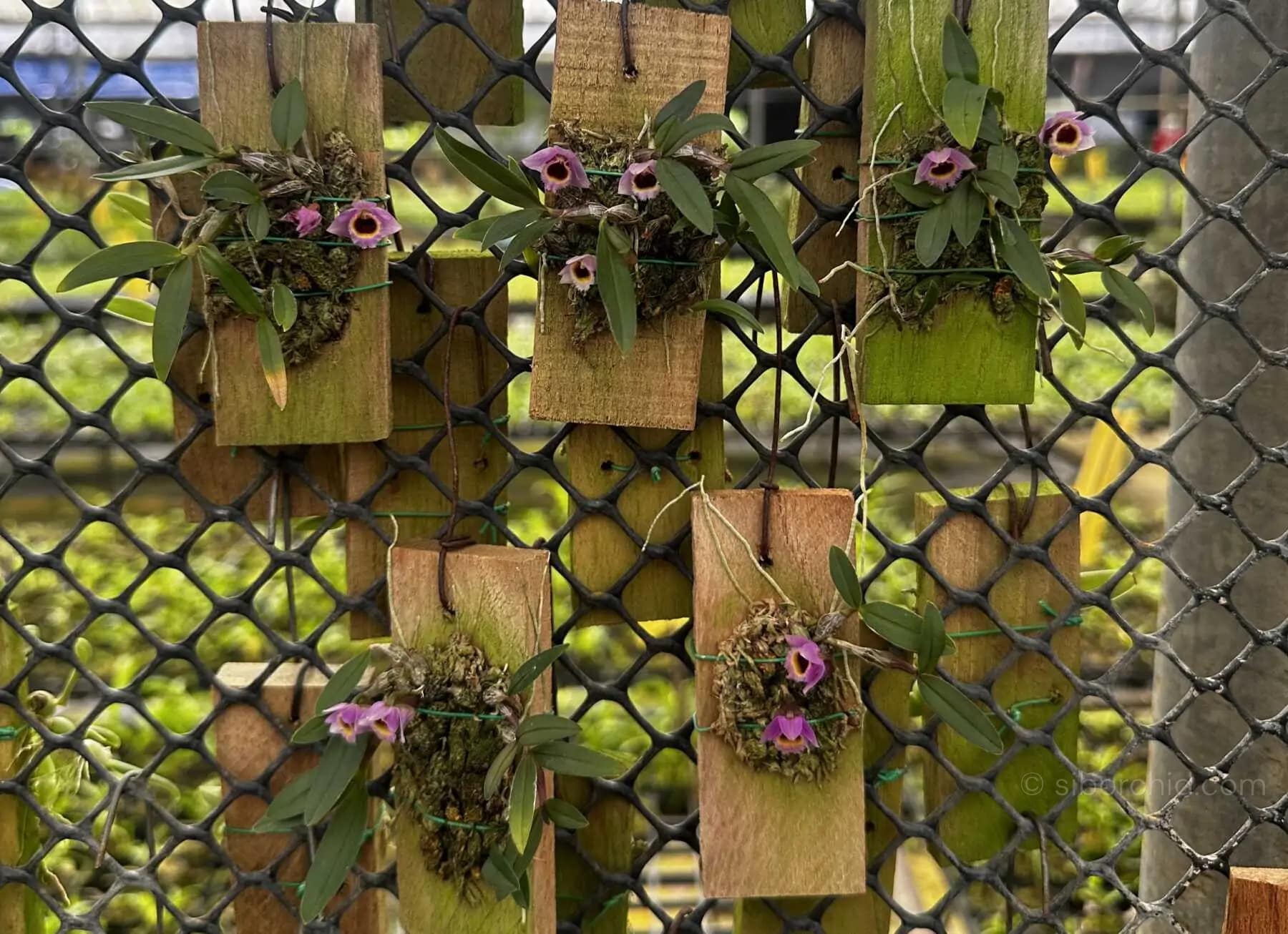 Dendrobium fuscifaucium