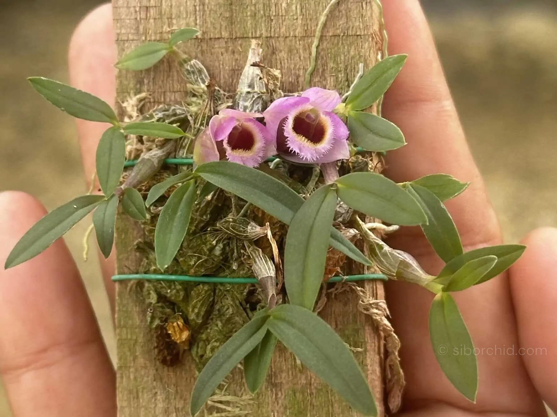 Dendrobium fuscifaucium