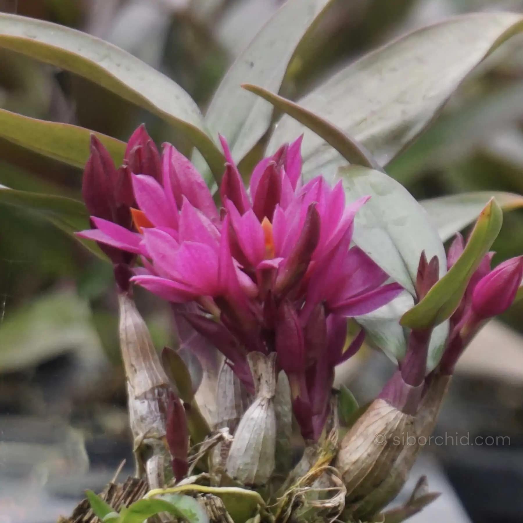 Dendrobium Hibiki 1" Small Size - Dendrobium Hibiki