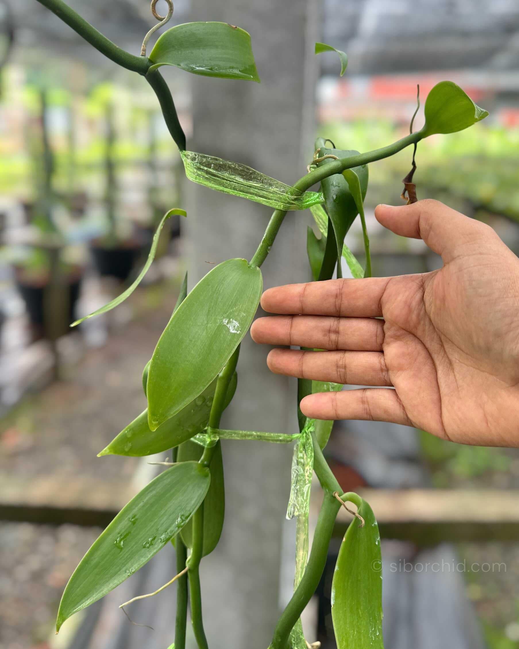 Vanilla planifolia Plant for grow