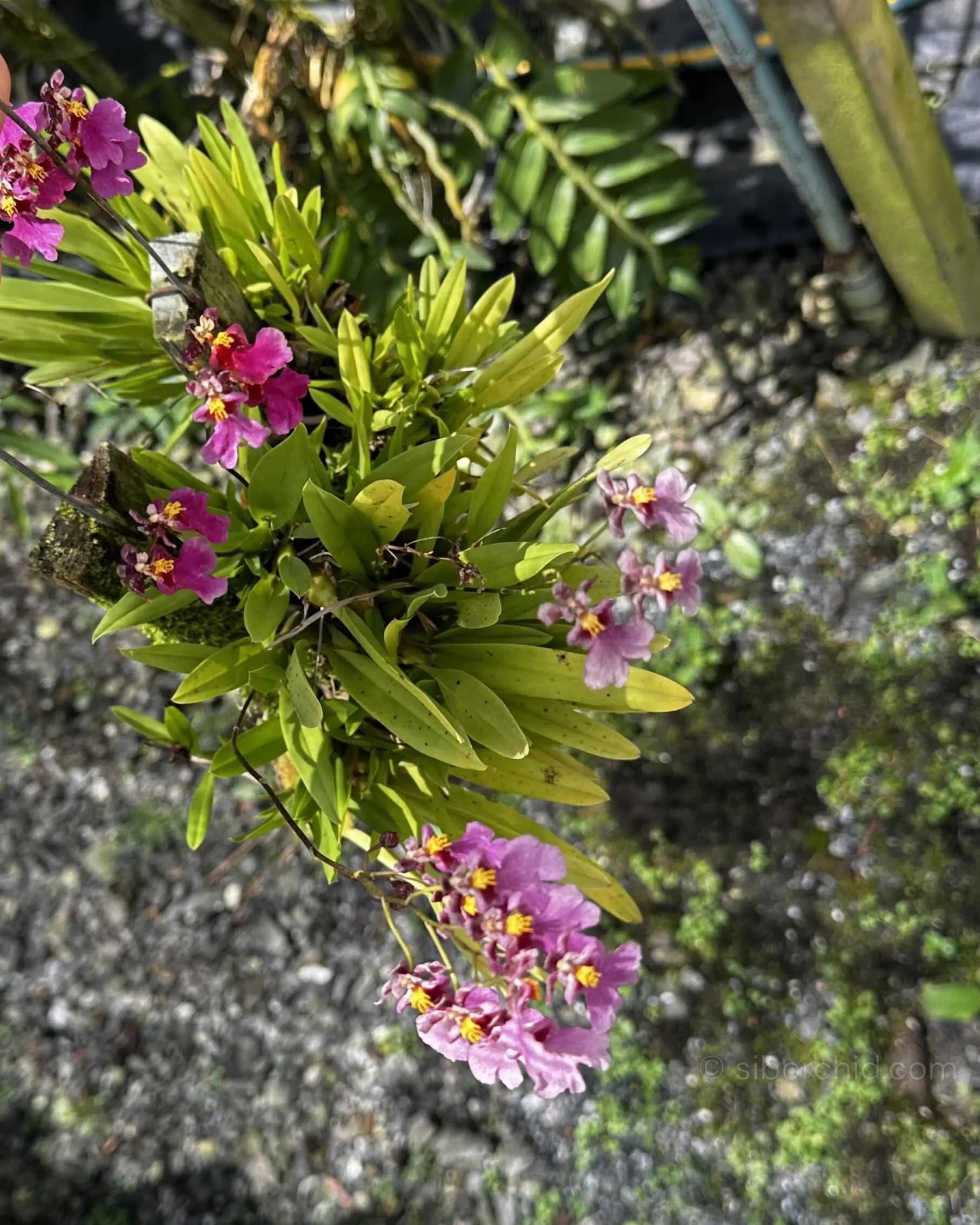 Tolumnia Hybrid Pink