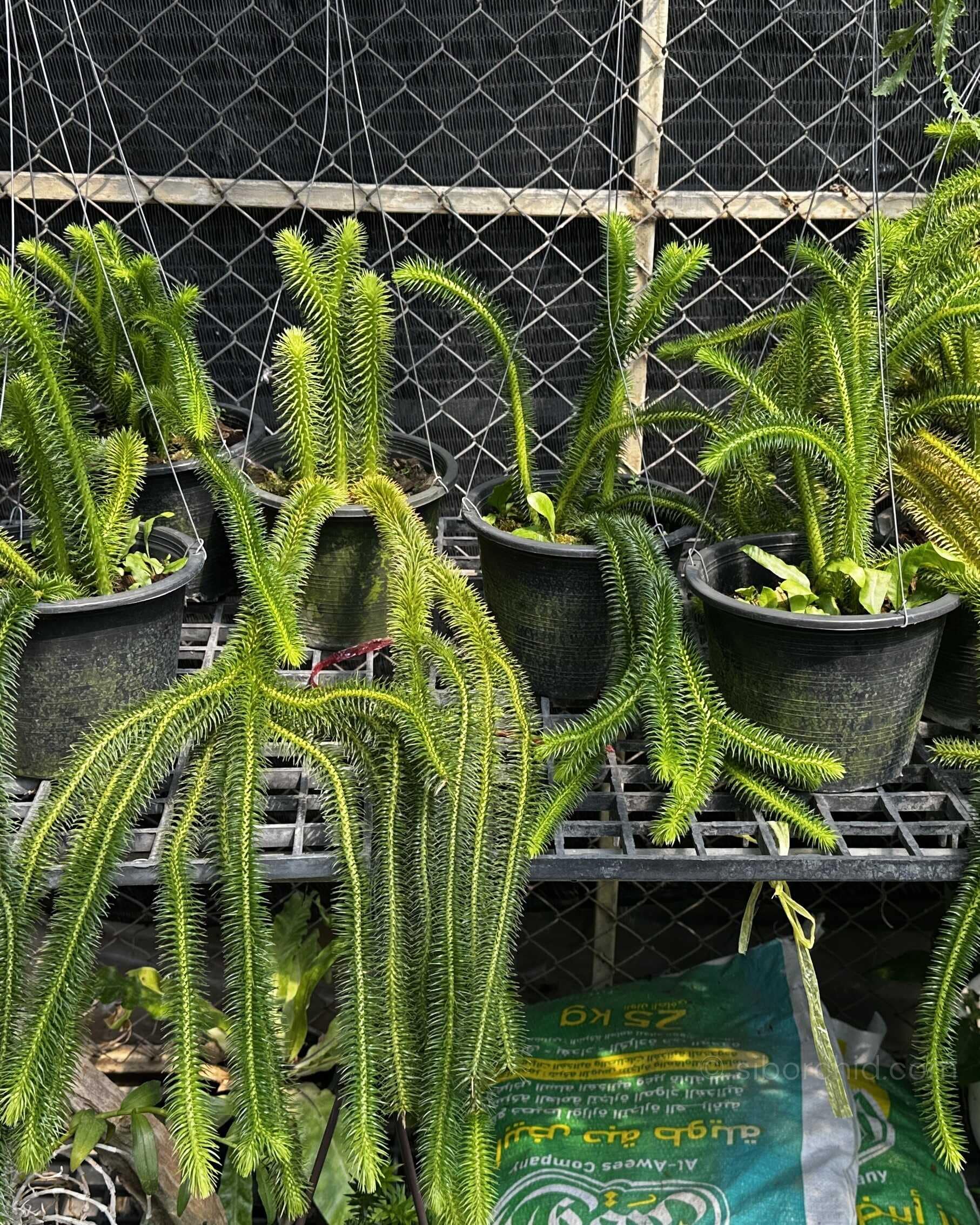 Huperzia squarrosa - Huperzia squarrosa