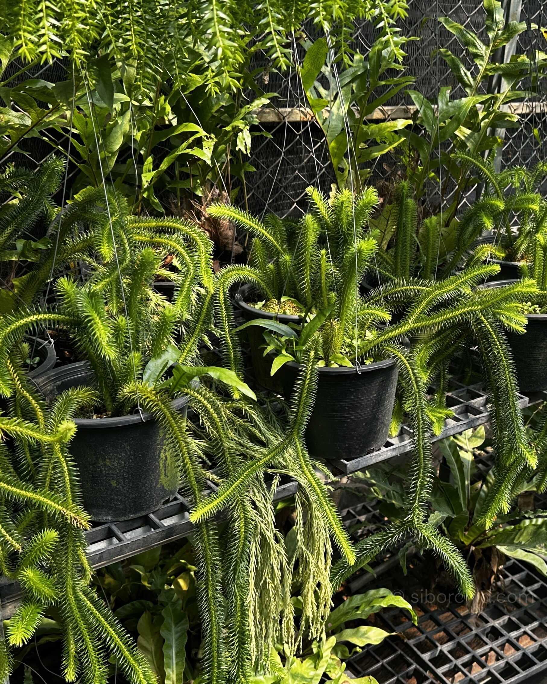 Huperzia squarrosa - Huperzia squarrosa