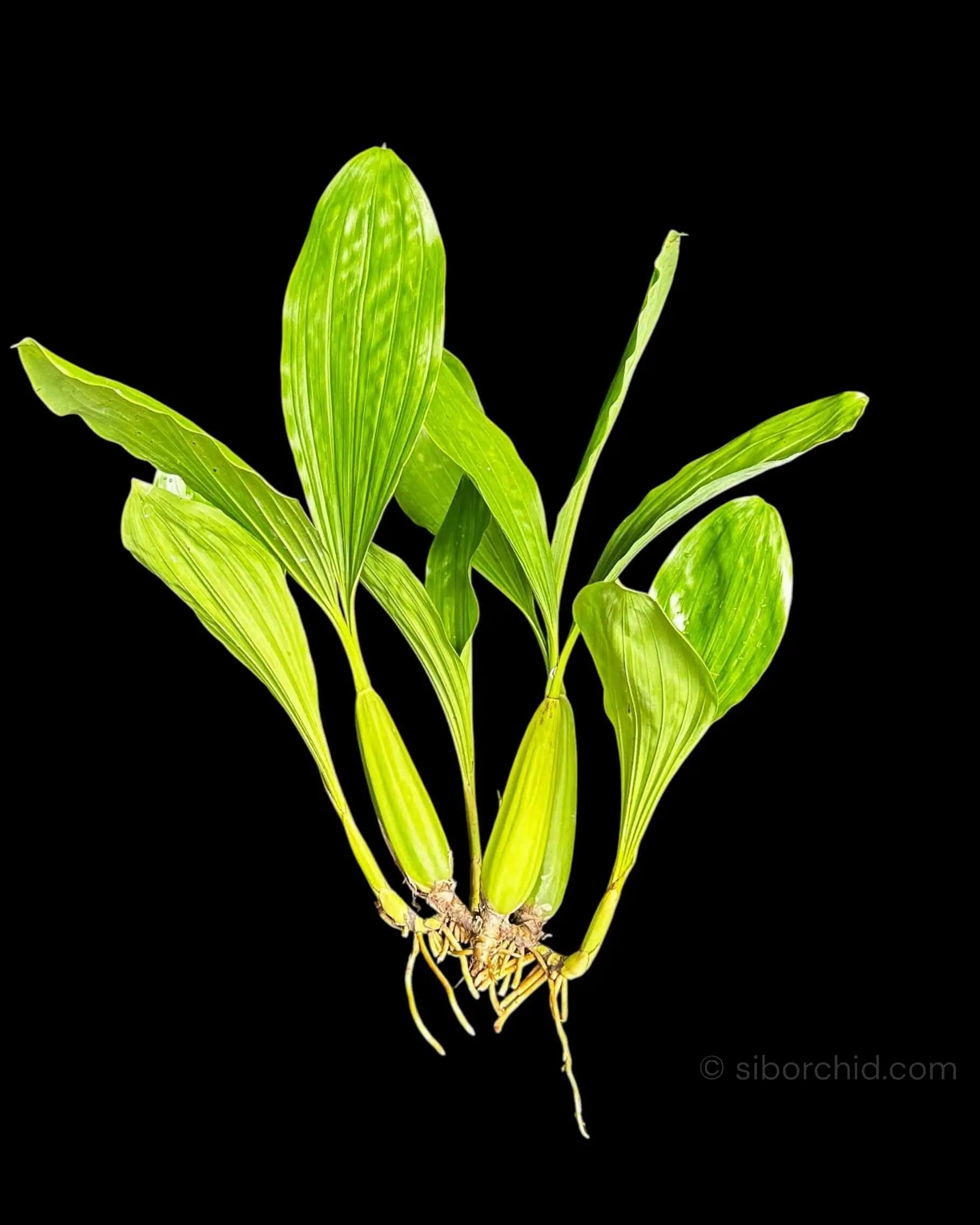 Coelogyne rochussenii (Blooming Size) - Image 2
