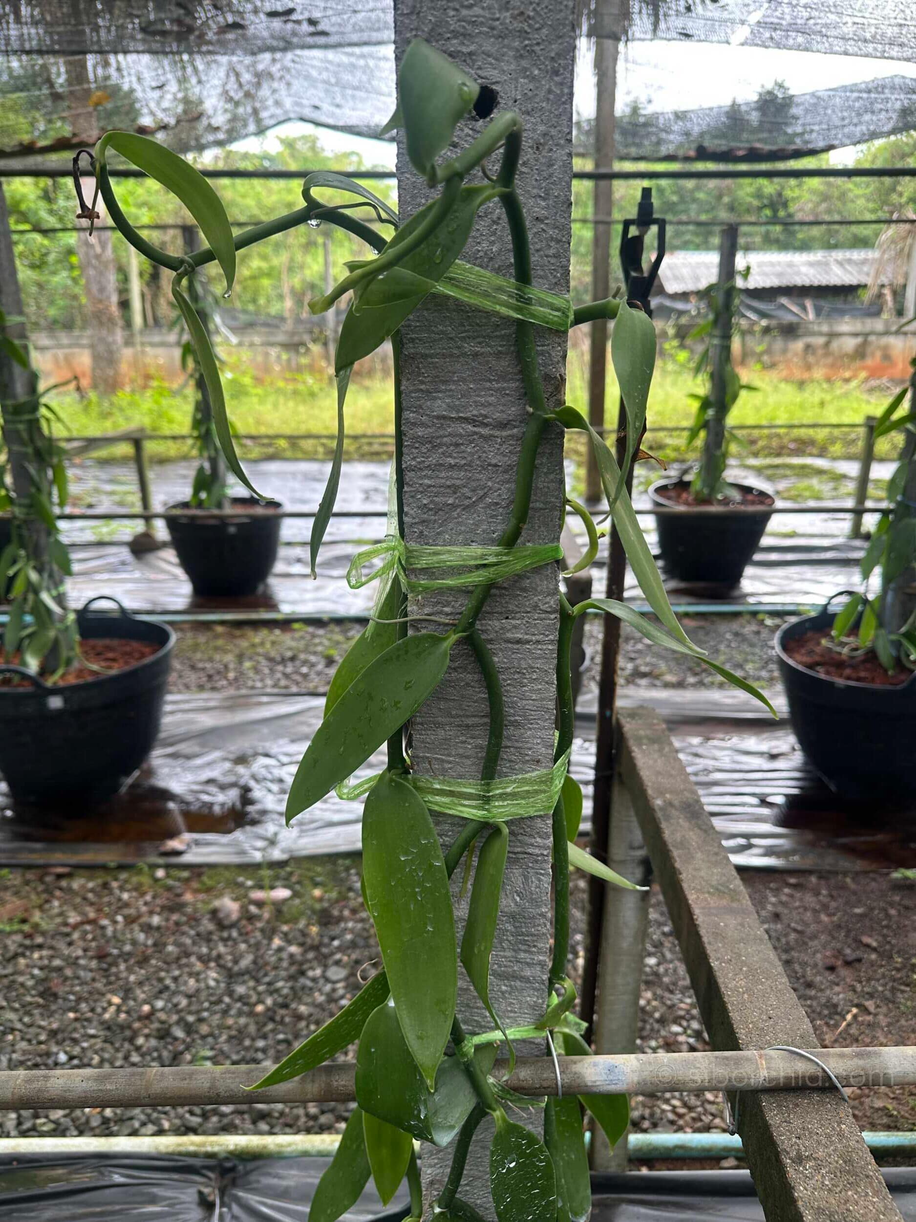 Vanilla planifolia Plant for grow