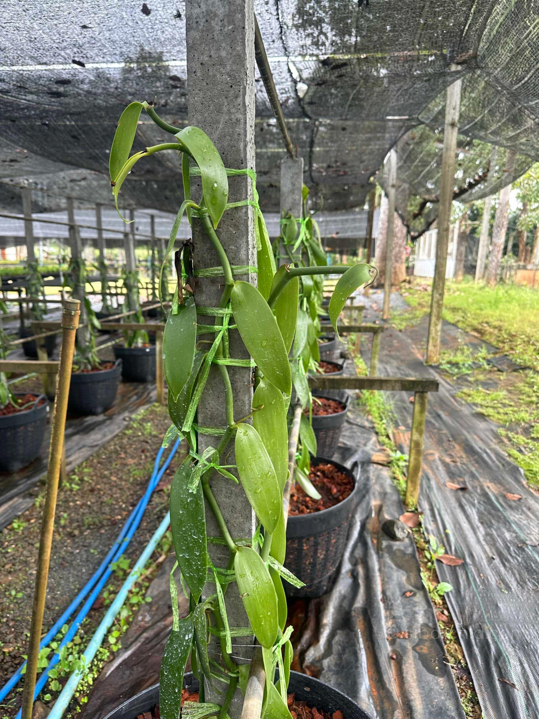 Vanilla planifolia Plant for grow
