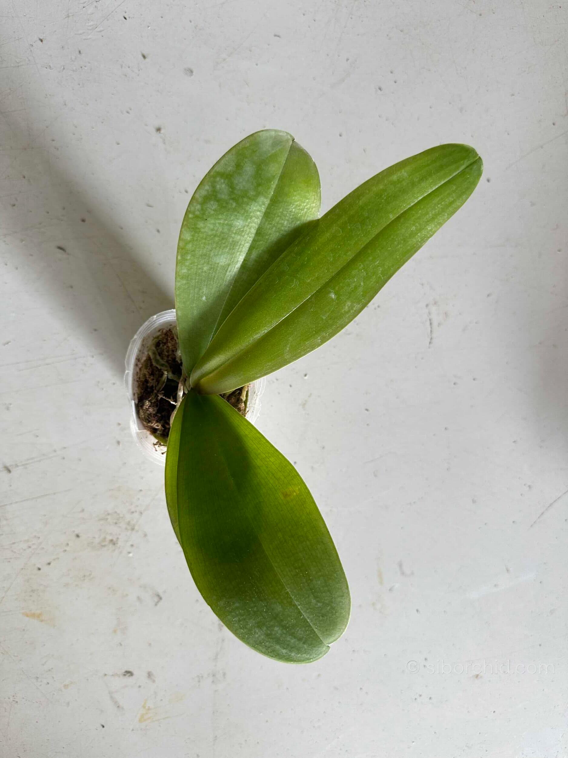 Phalaenopsis amabilis - Phalaenopsis amabilis
